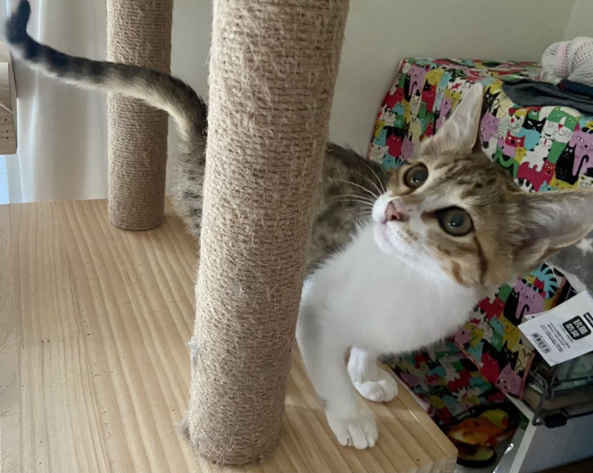 雑種（ミックス猫）・メスの里親募集の写真