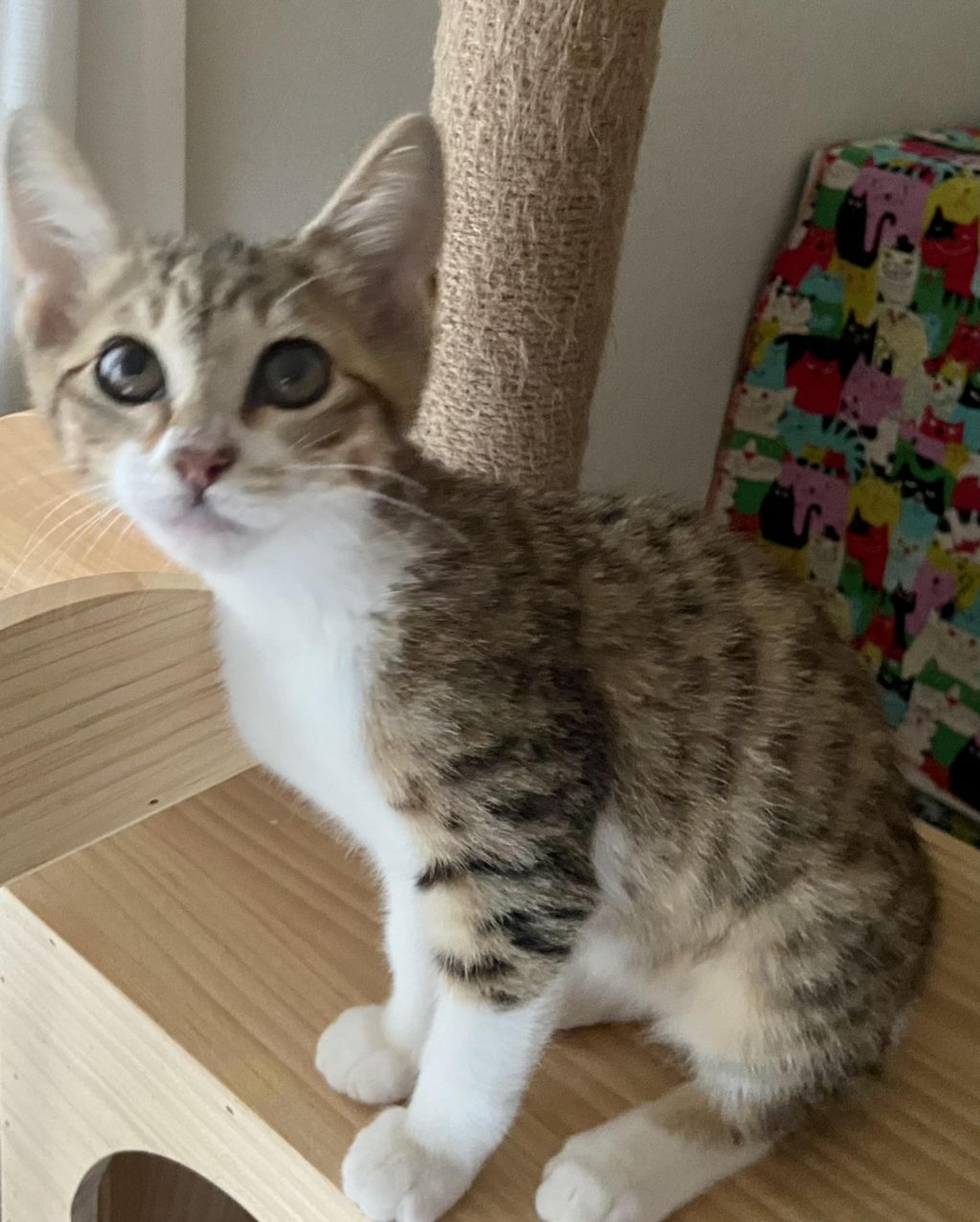pet-image-3