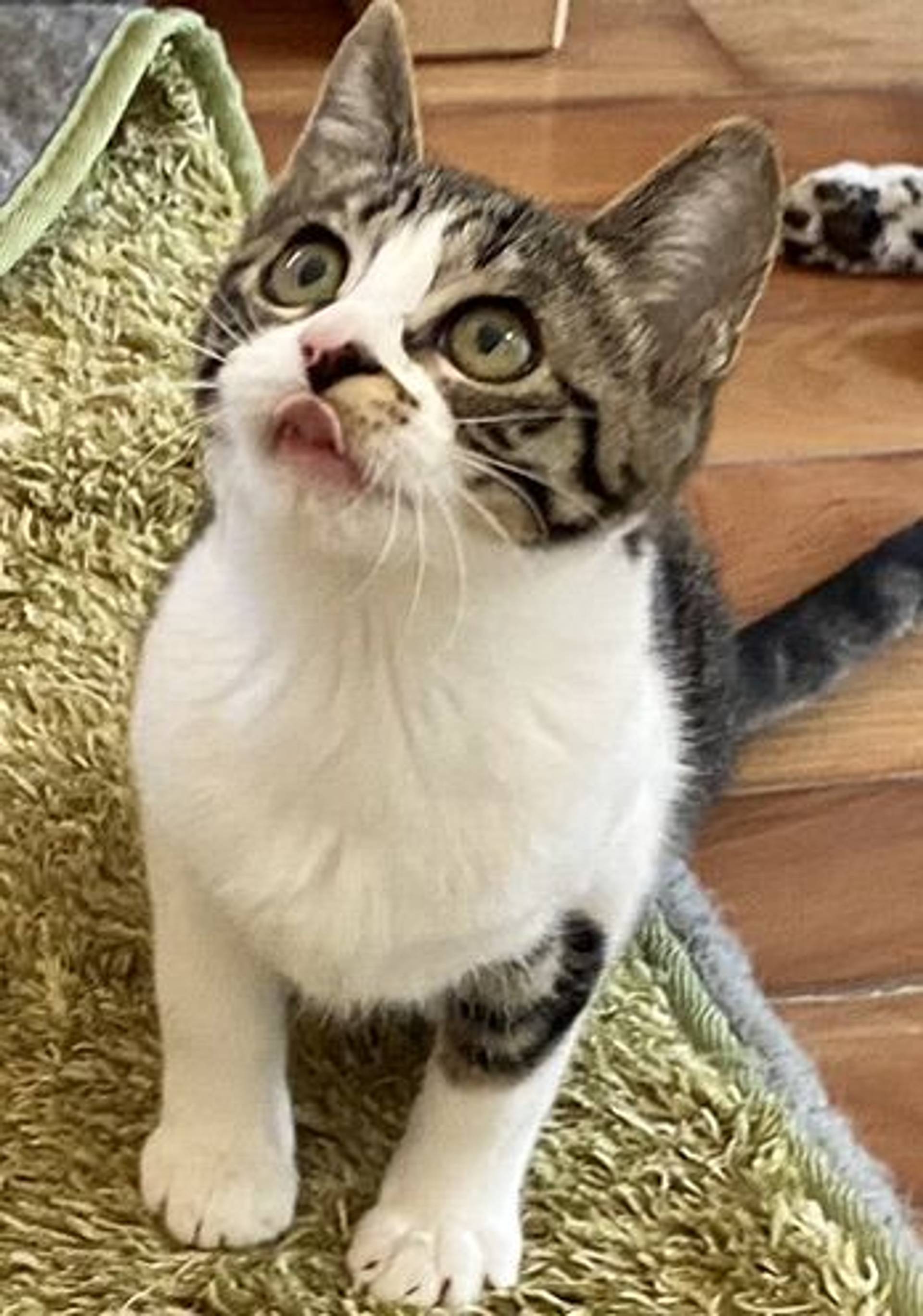 雑種（ミックス猫）・メスの里親募集の写真