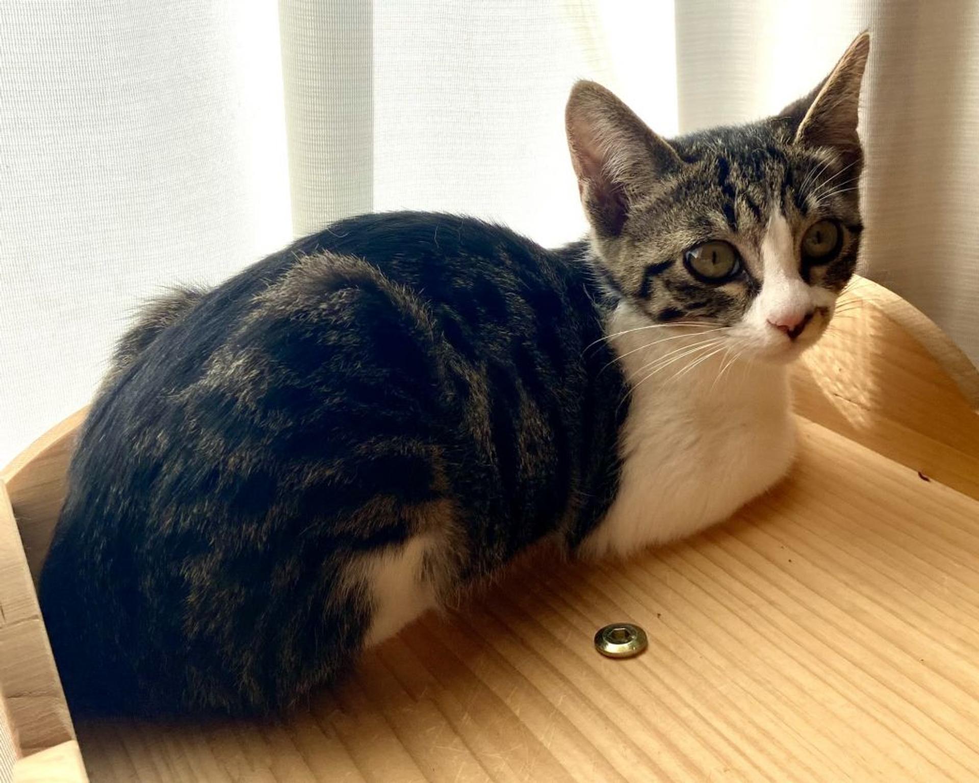 pet-image-2