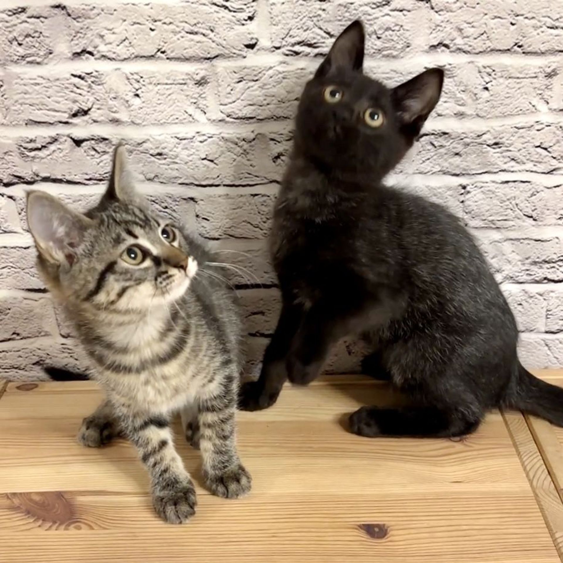 雑種（ミックス猫）・オスの里親募集の写真