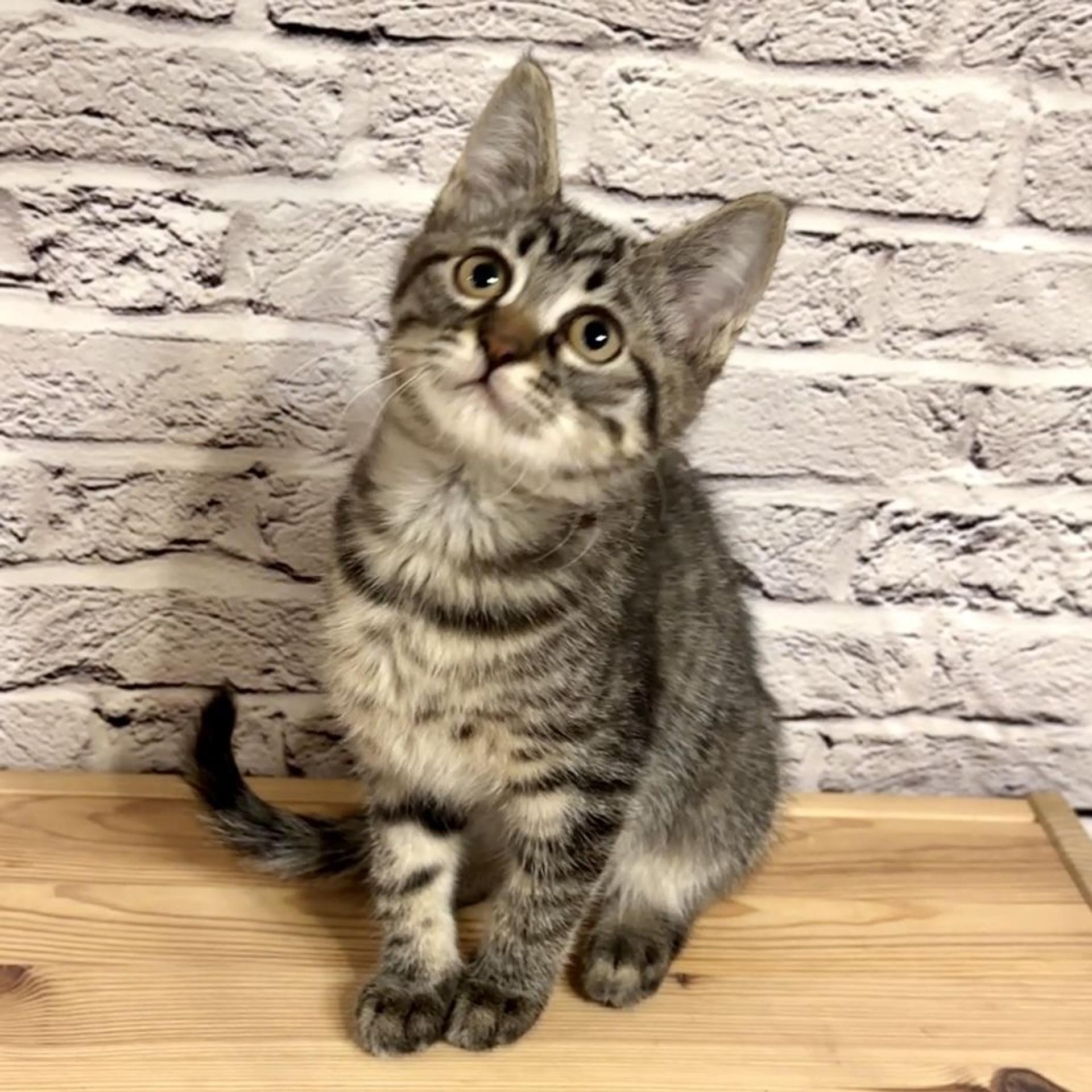 pet-image-3