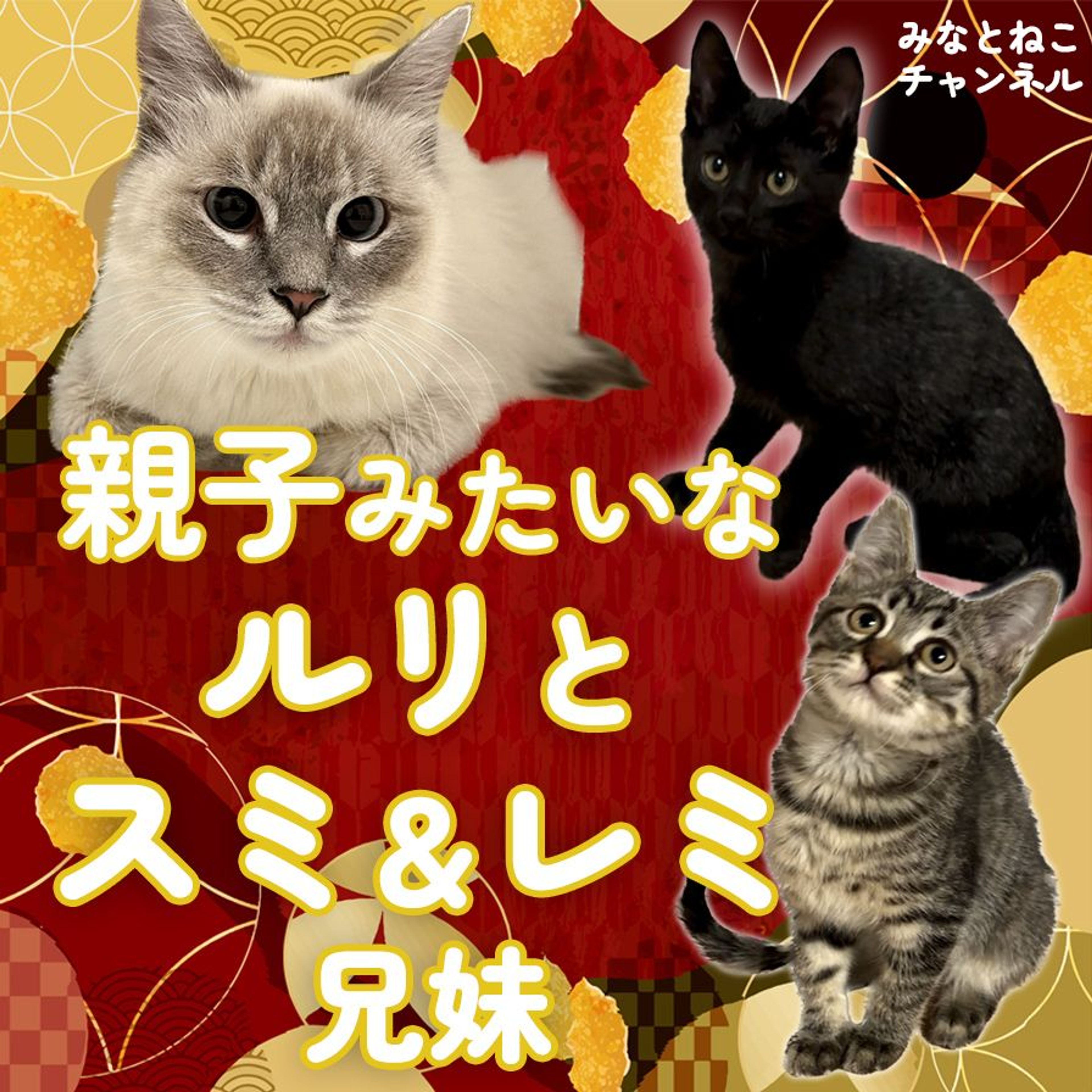 pet-image-6
