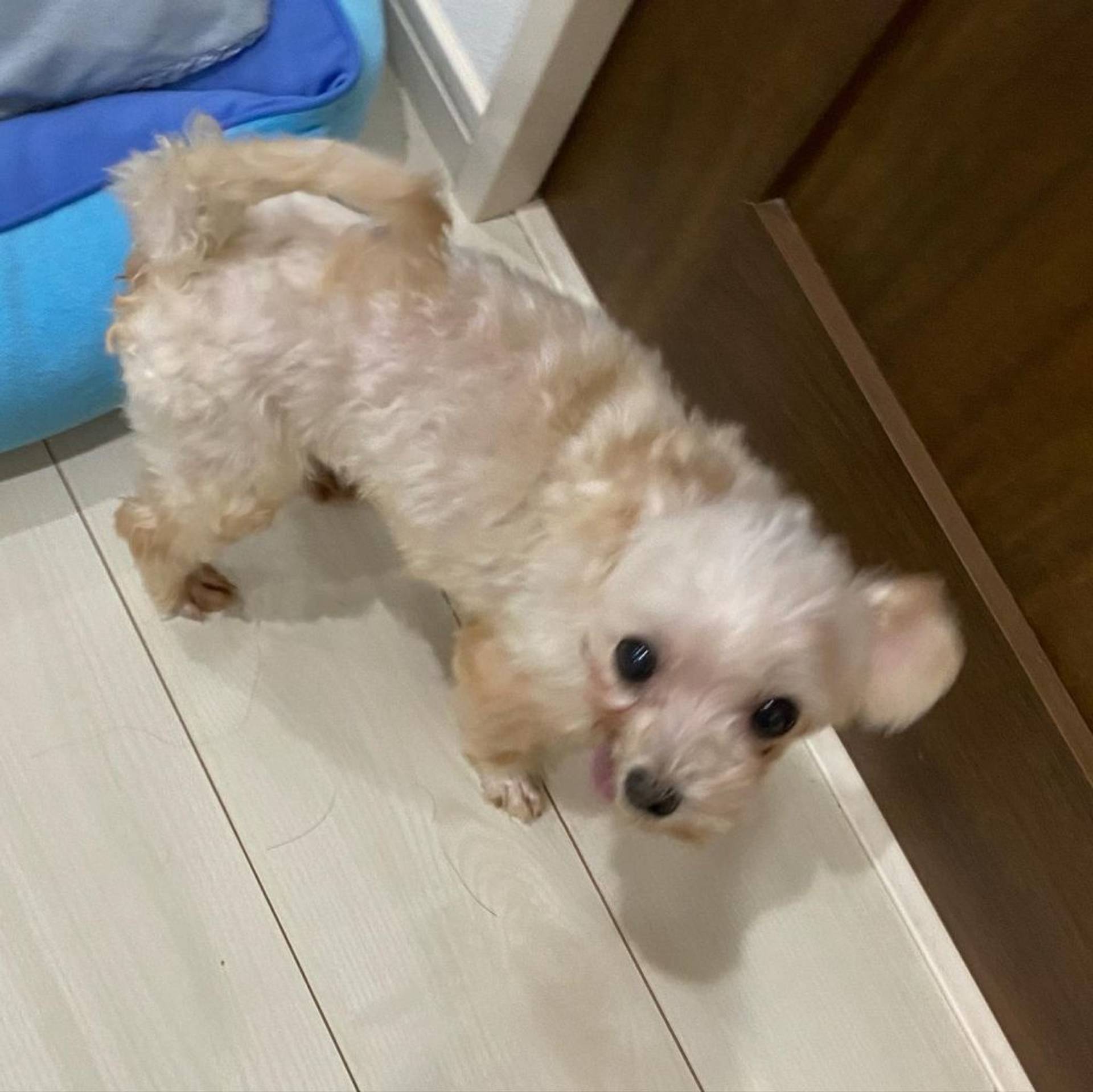 雑種（ミックス犬）・メスの里親募集の写真