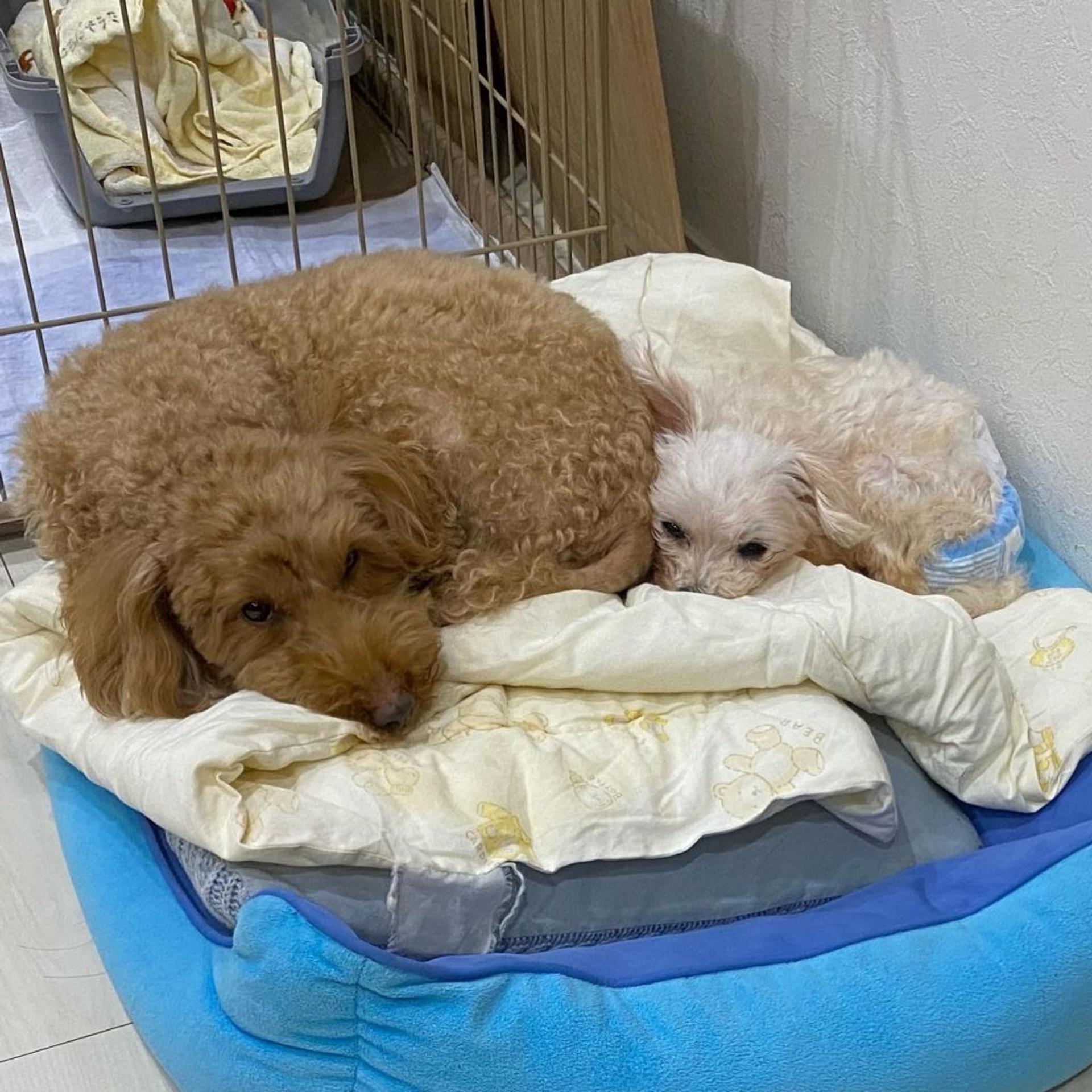 pet-image-4
