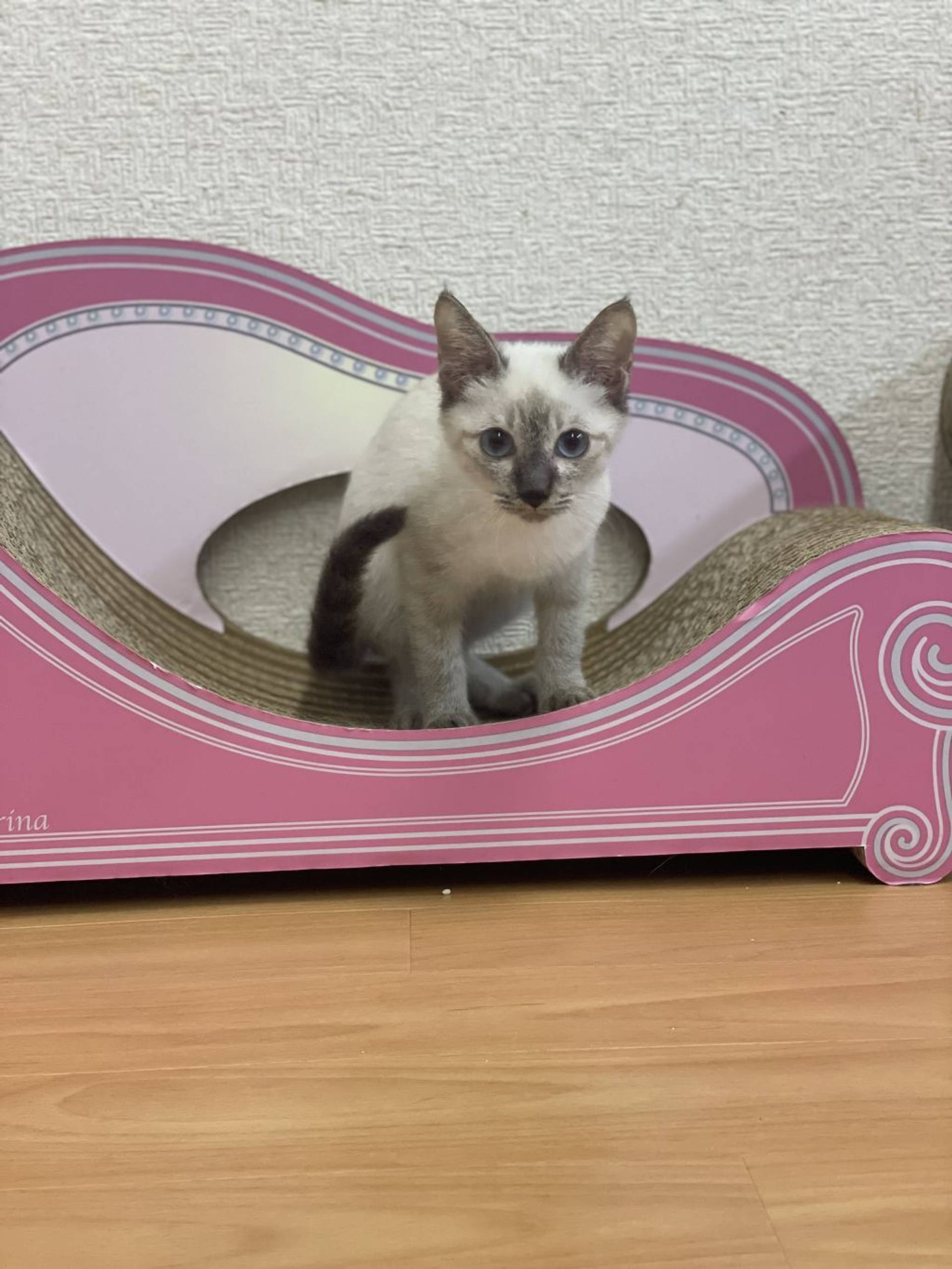 雑種（ミックス猫）・メスの里親募集の写真