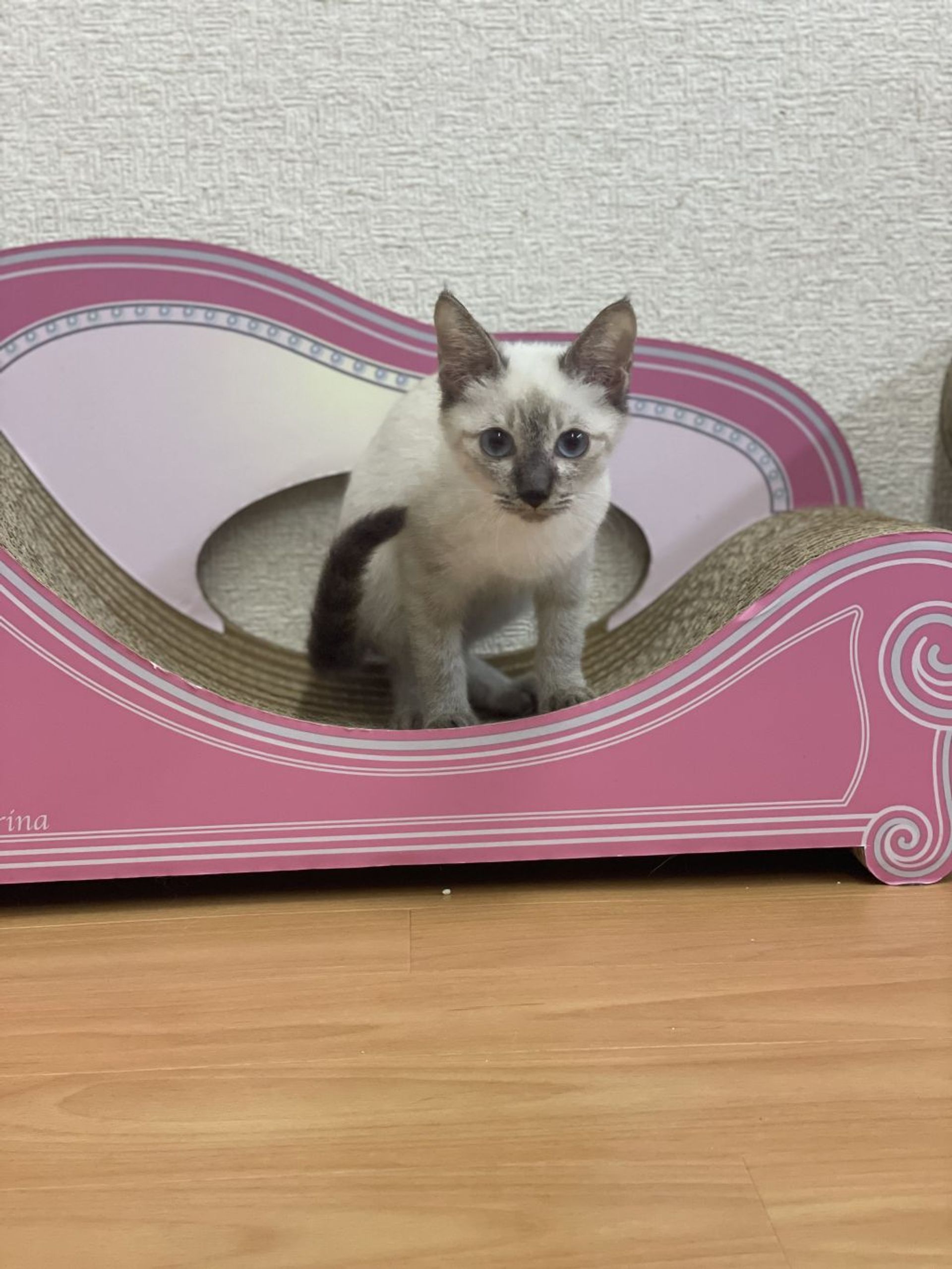 雑種（ミックス猫）・メスの里親募集の写真