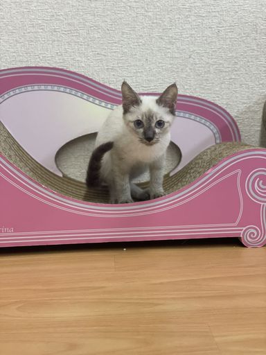タナ