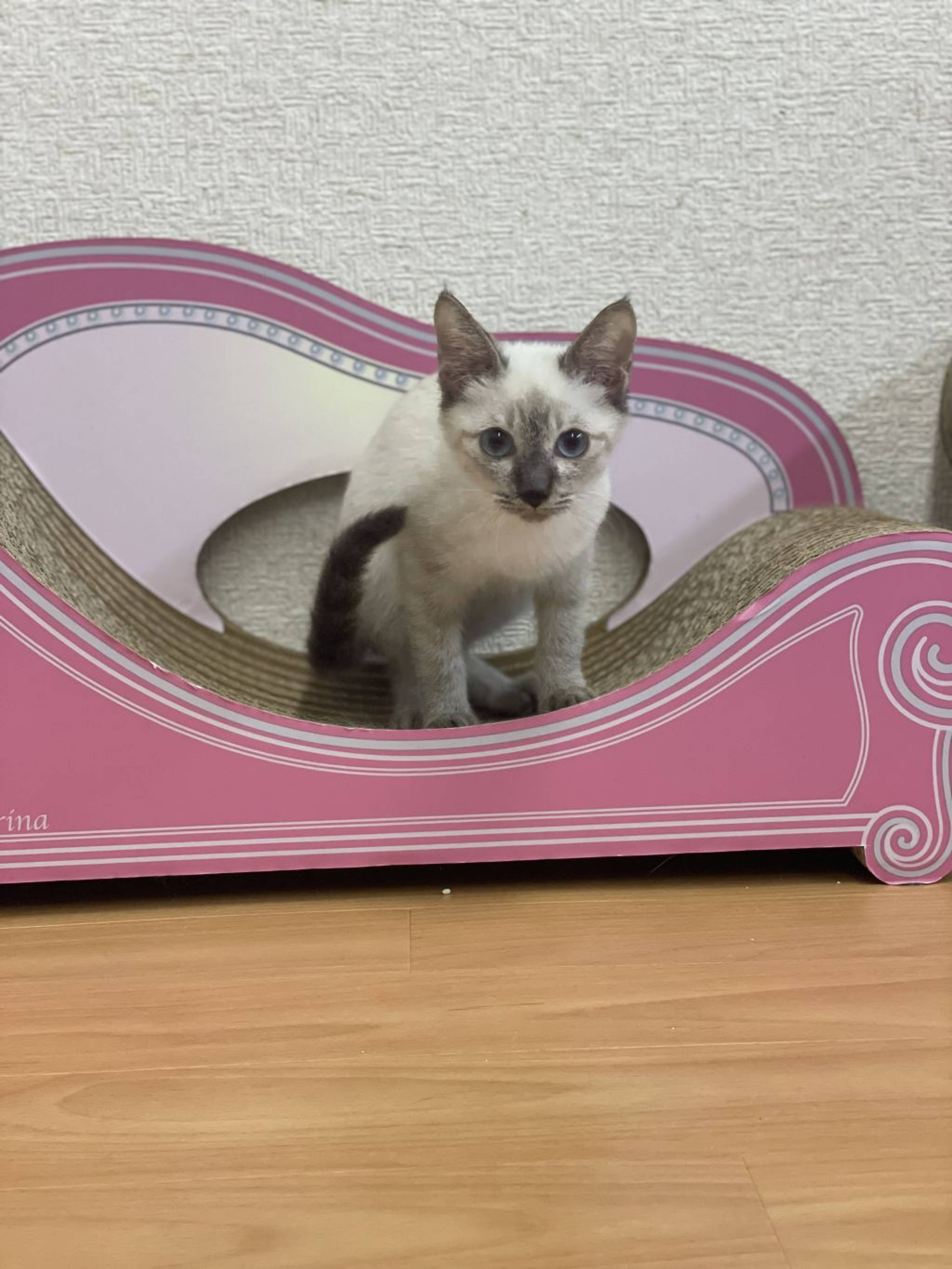 雑種（ミックス猫）・メスの里親募集の写真