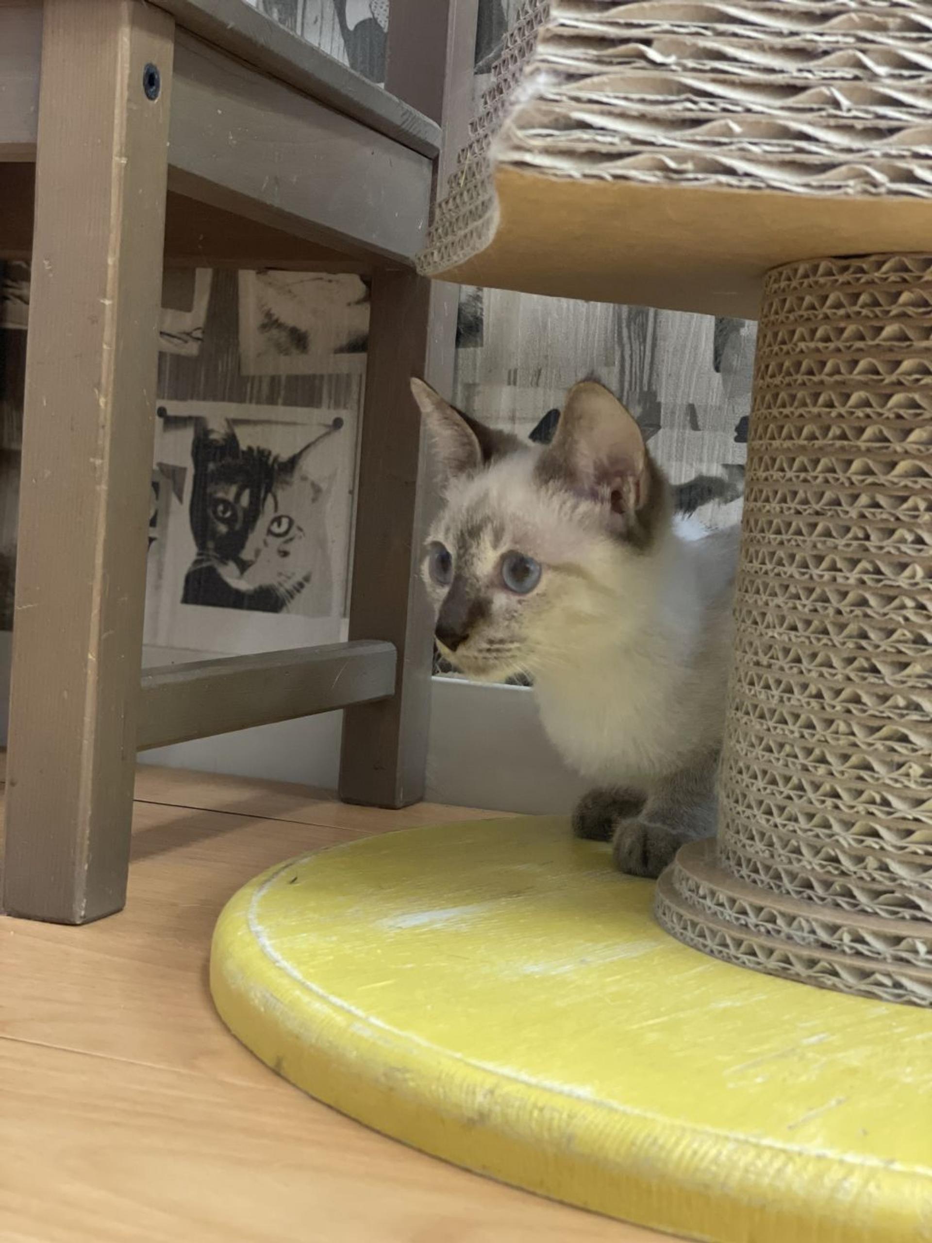 pet-image-4