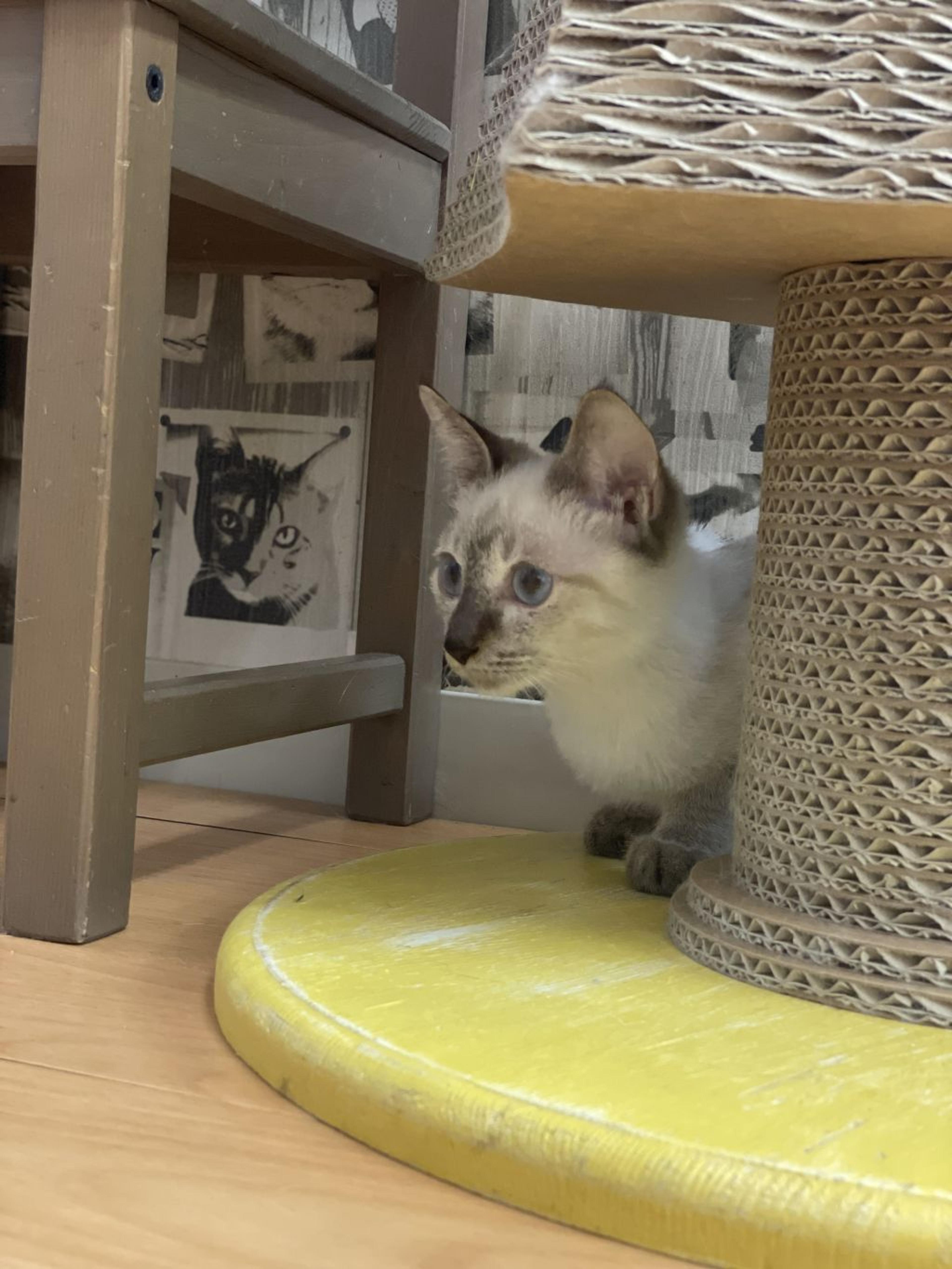 pet-image-4