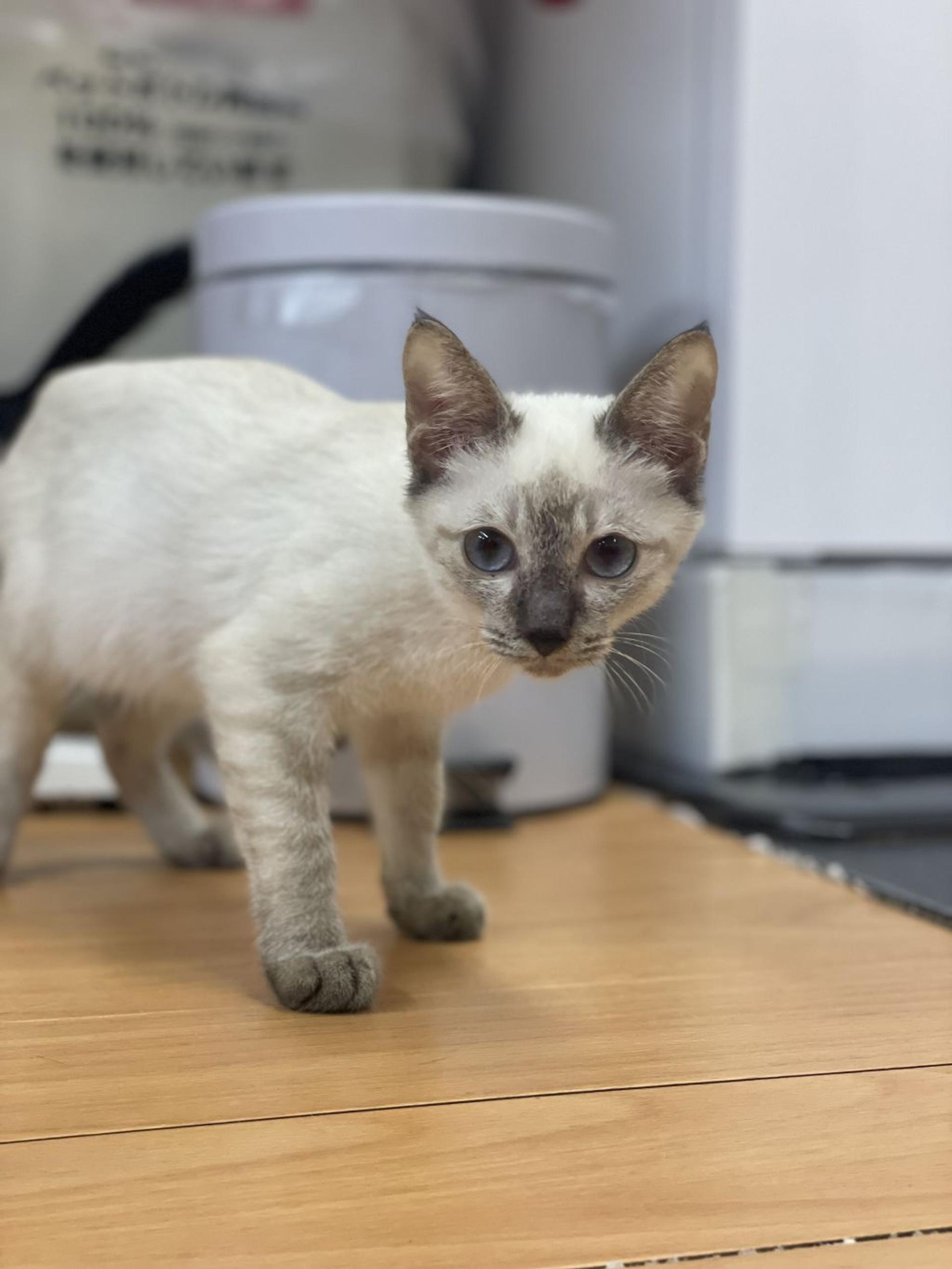 pet-image-5