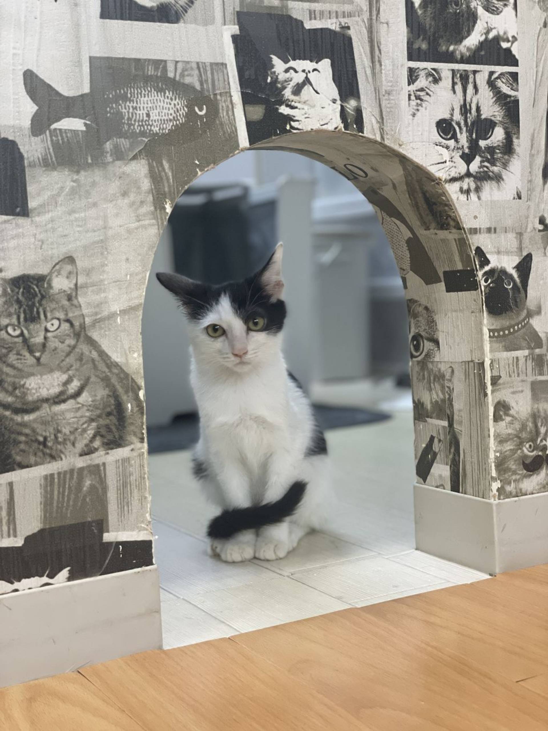 雑種（ミックス猫）・オスの里親募集の写真