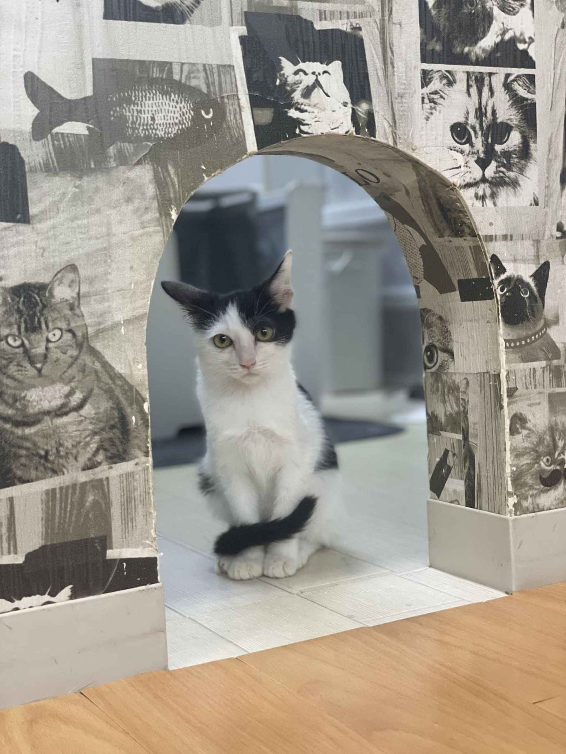 雑種（ミックス猫）・オスの里親募集の写真