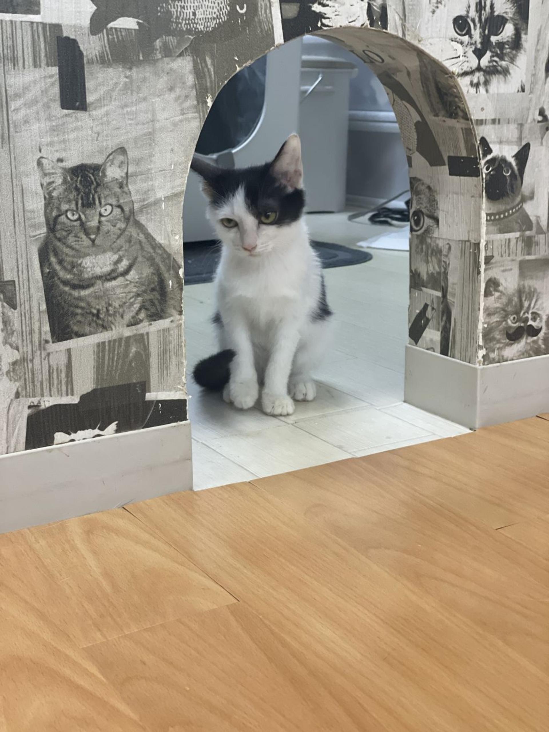 pet-image-3