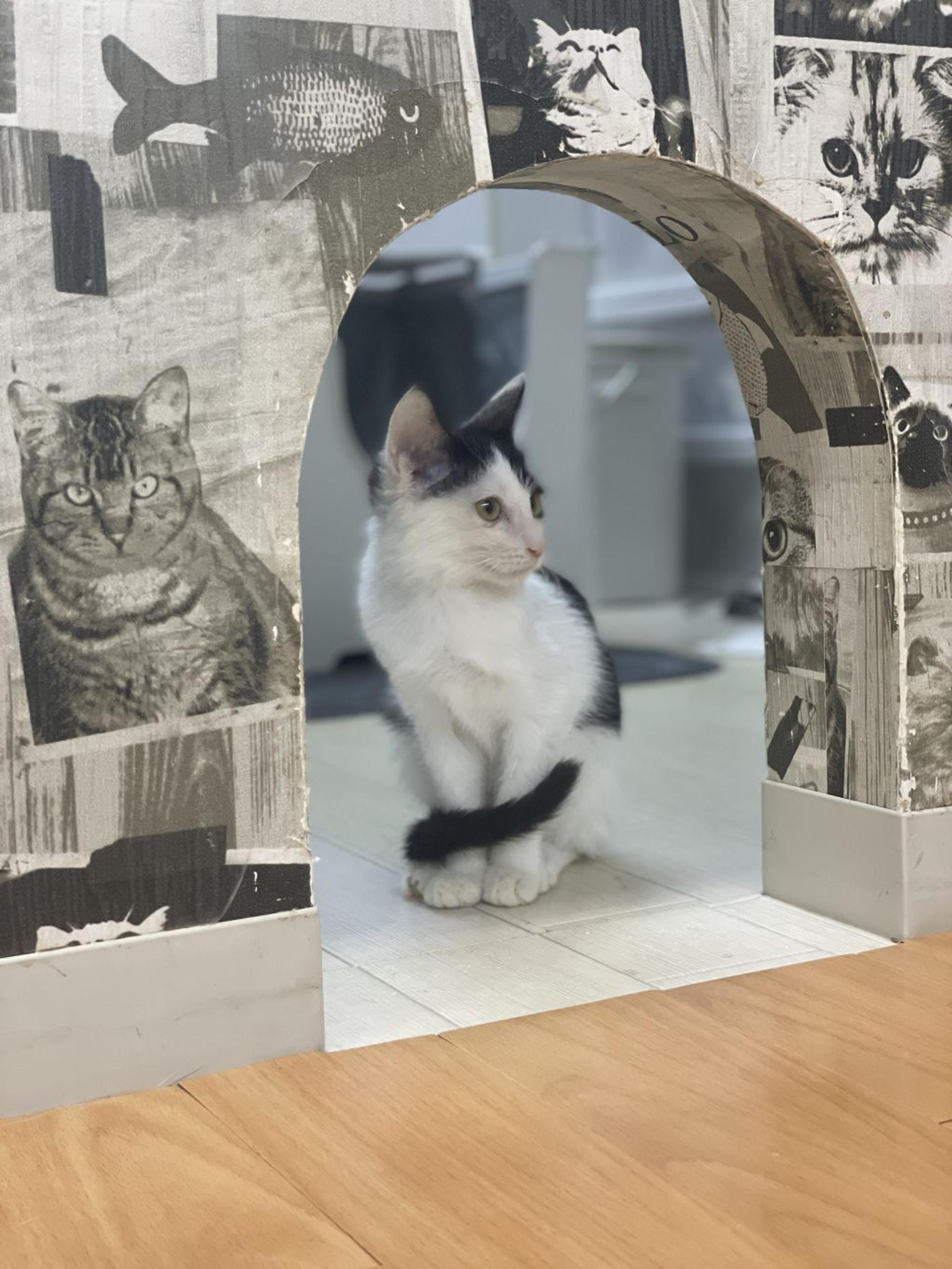 pet-image-4