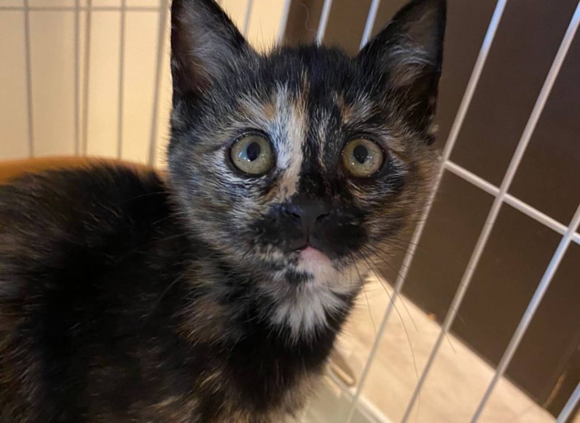 雑種（ミックス猫）・メスの里親募集の写真