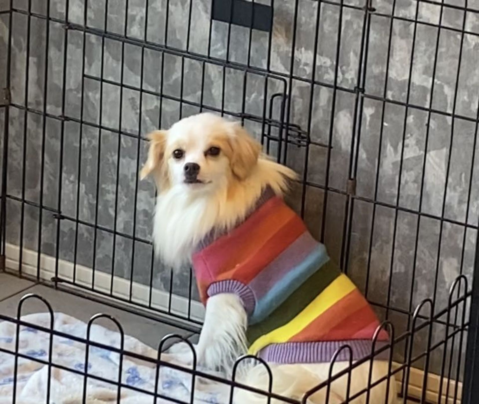 雑種（ミックス犬）・メスの里親募集の写真
