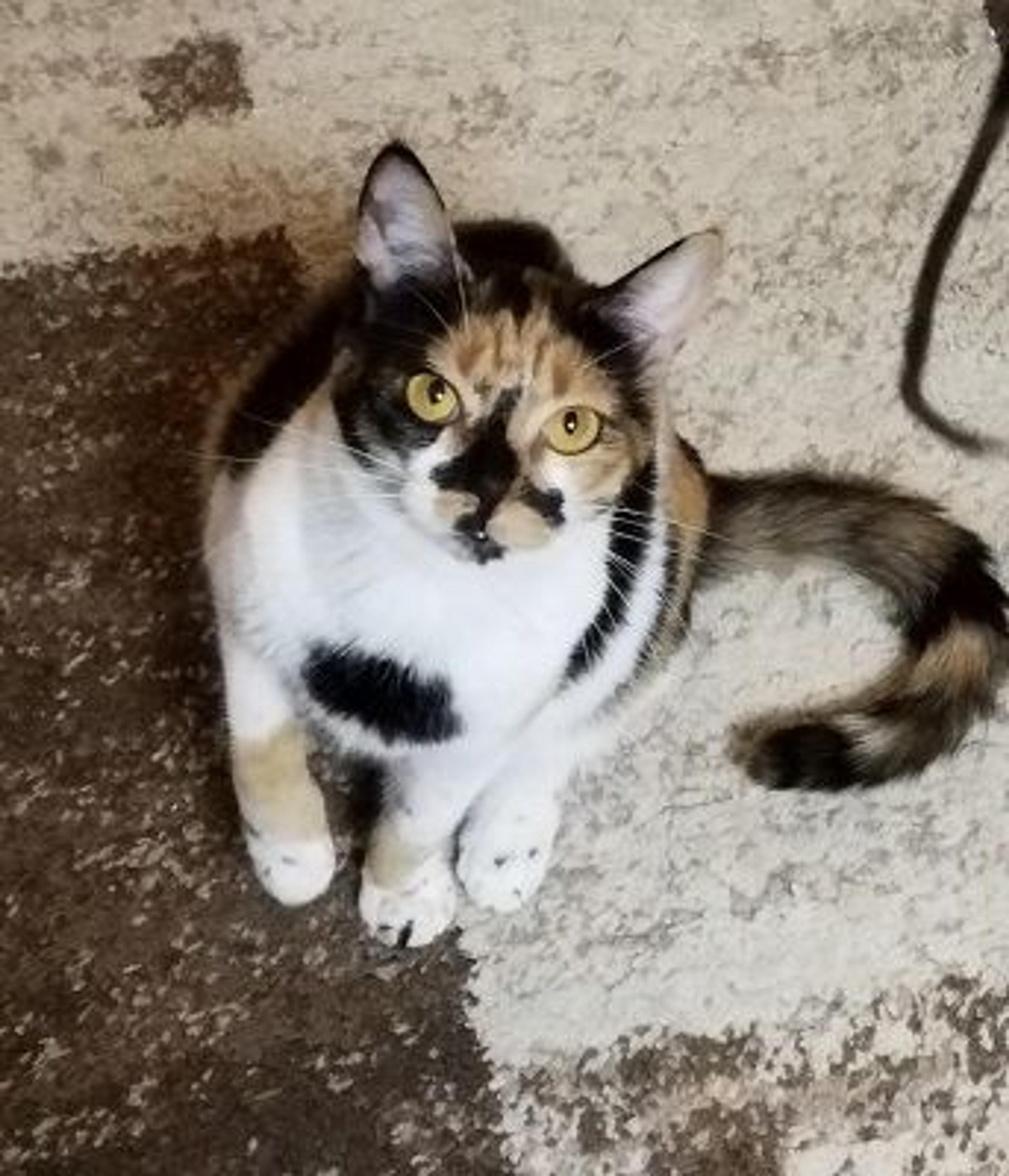 pet-image-2