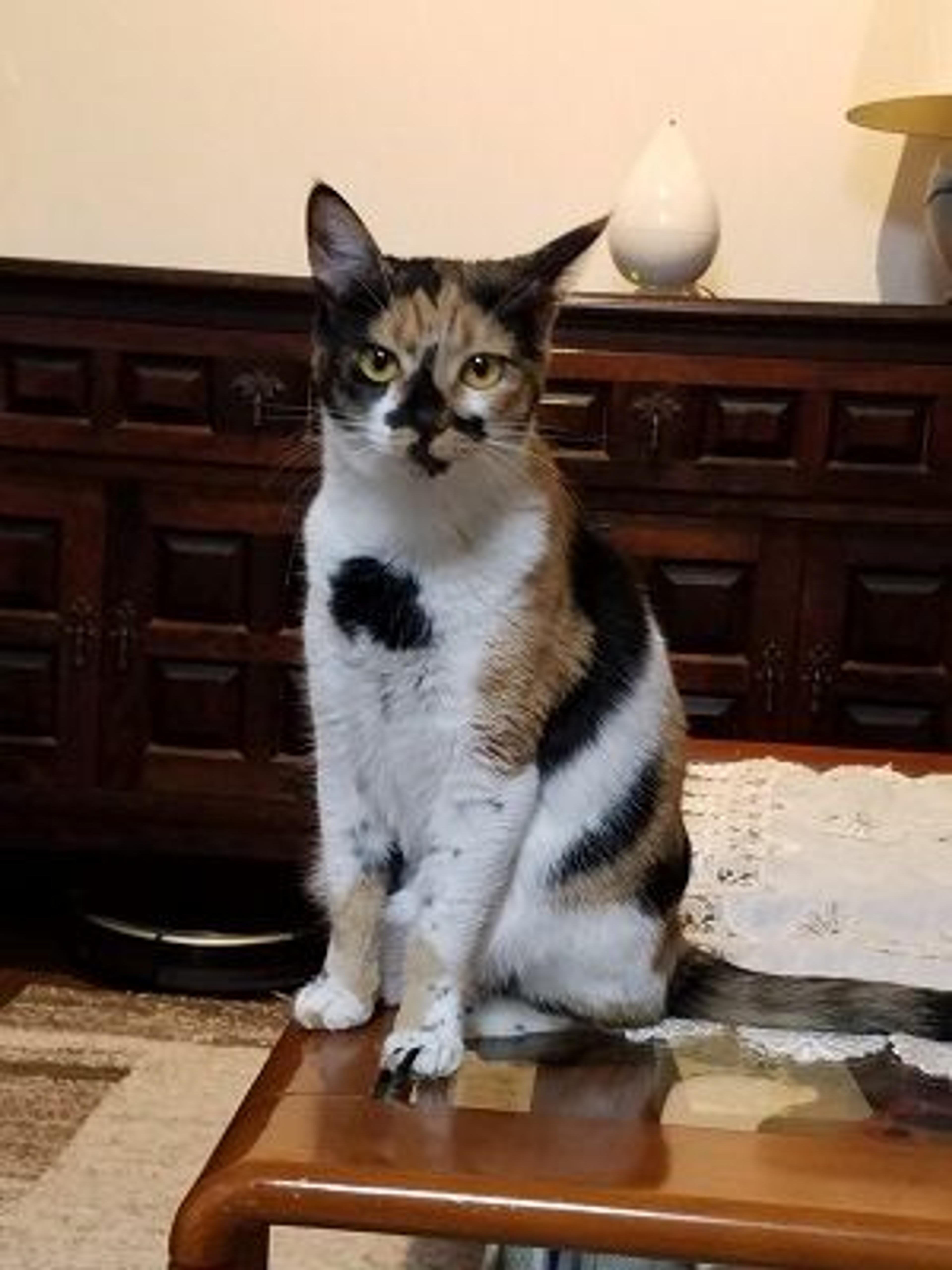 pet-image-3