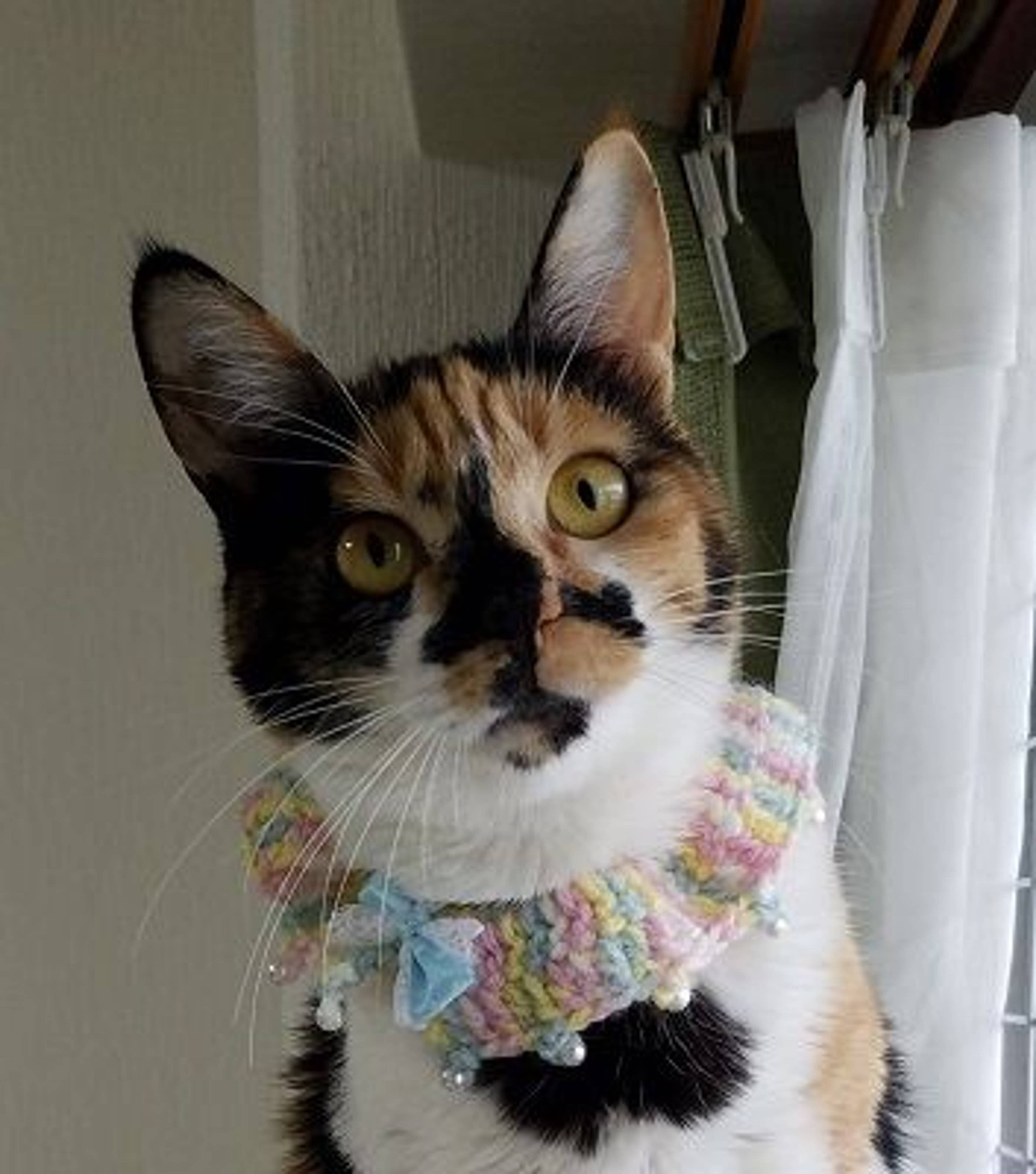 雑種（ミックス猫）・メスの里親募集の写真