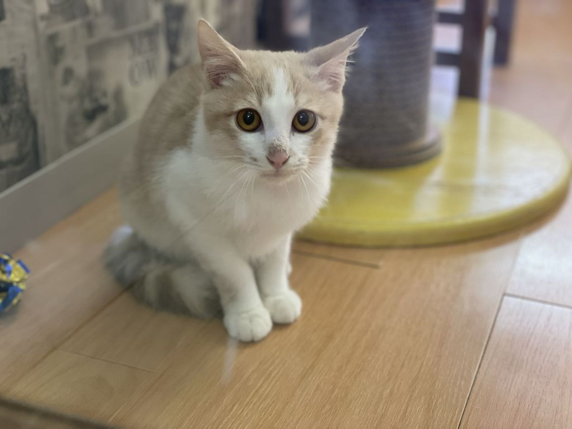 雑種（ミックス猫）・オスの里親募集の写真