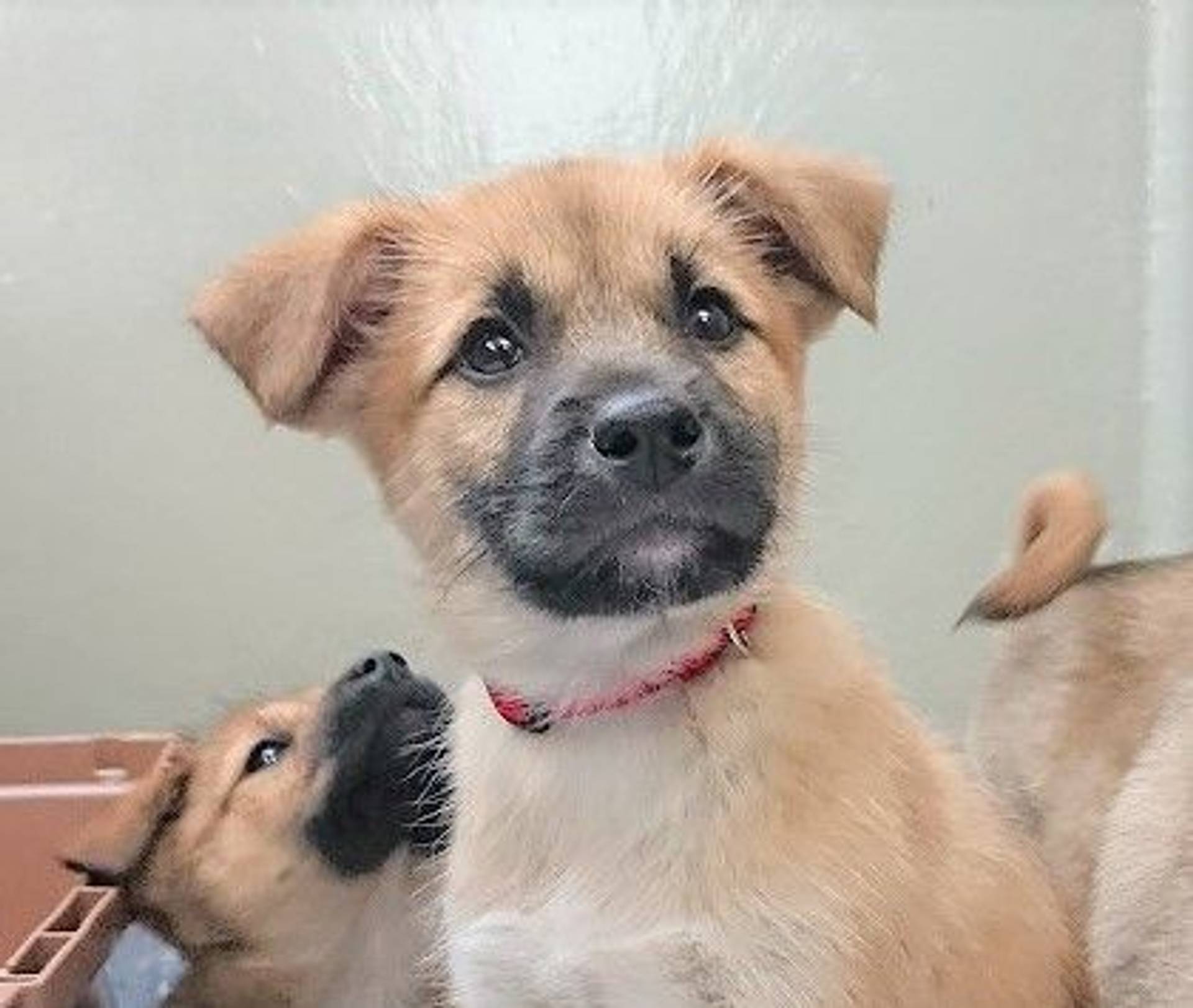 雑種（ミックス犬）・オスの里親募集の写真