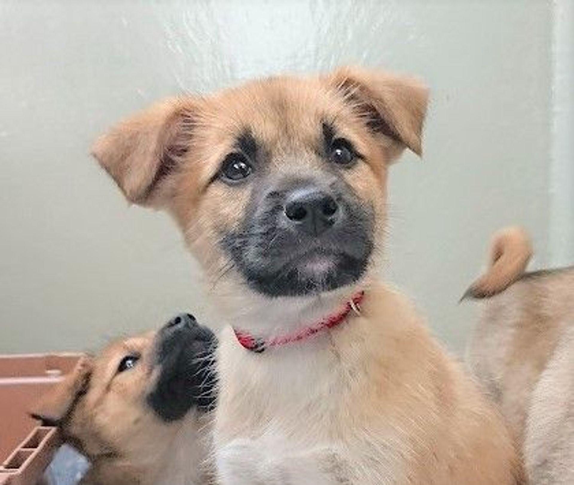 雑種（ミックス犬）・オスの里親募集の写真