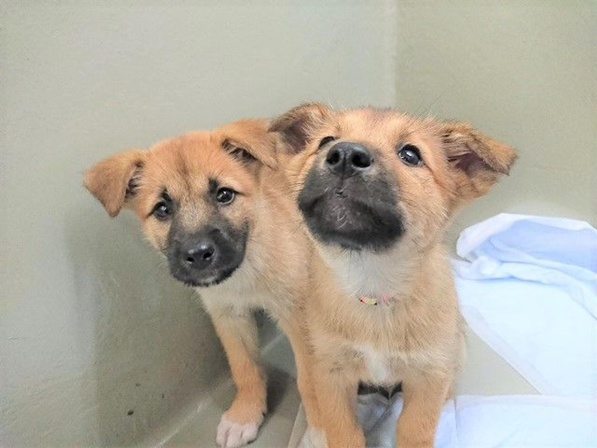 pet-image-6
