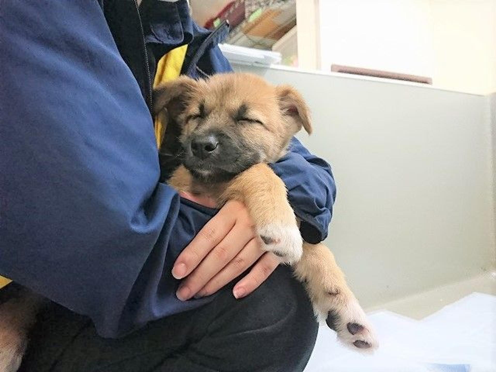 pet-image-8