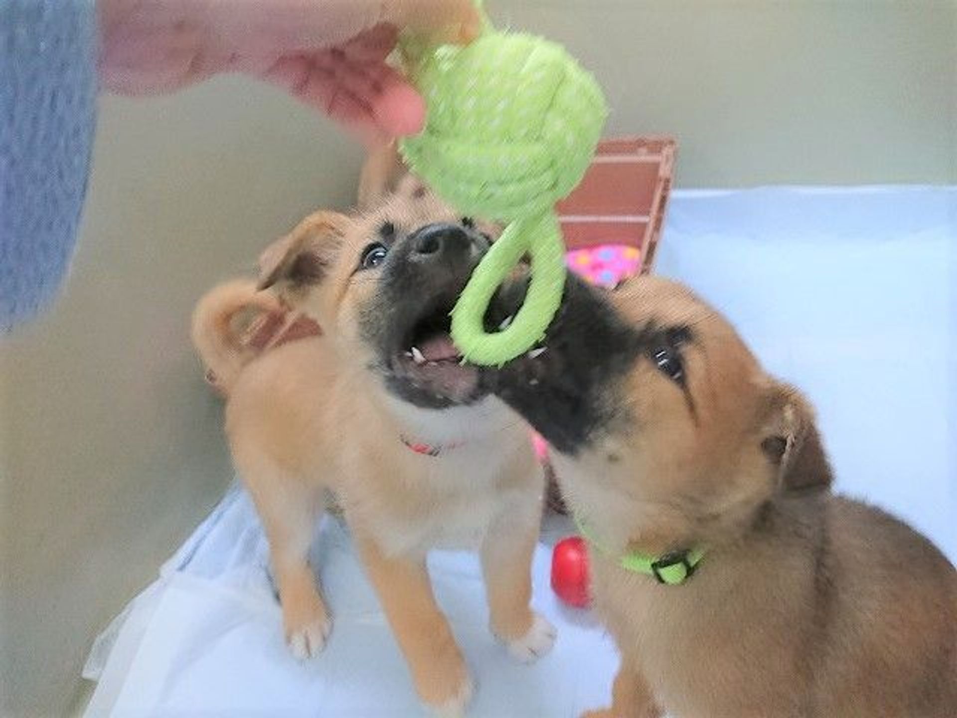 雑種（ミックス犬）・オスの里親募集の写真