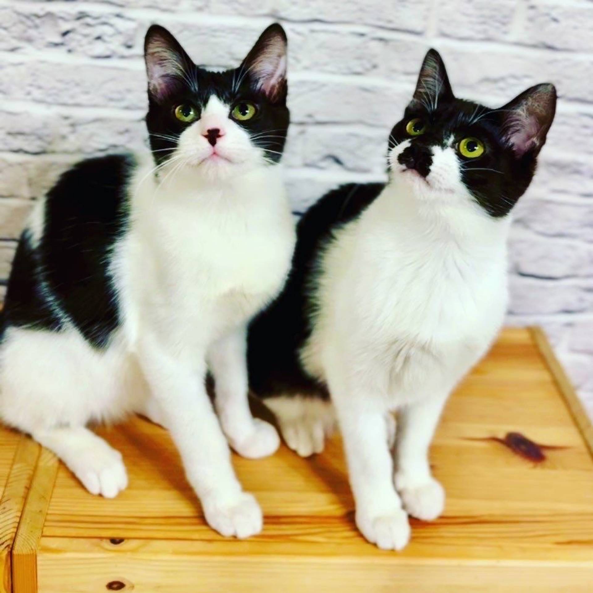 雑種（ミックス猫）・オスの里親募集の写真