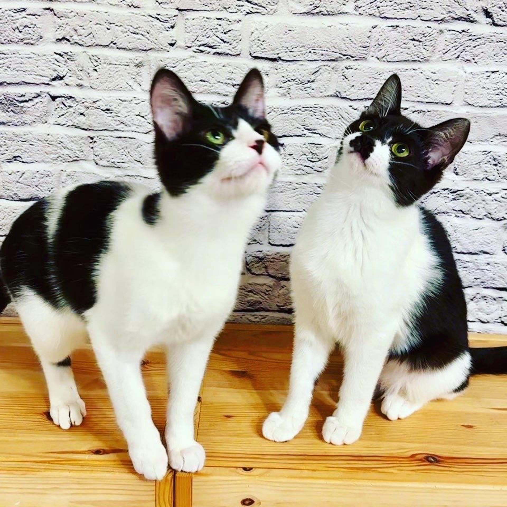 pet-image-8