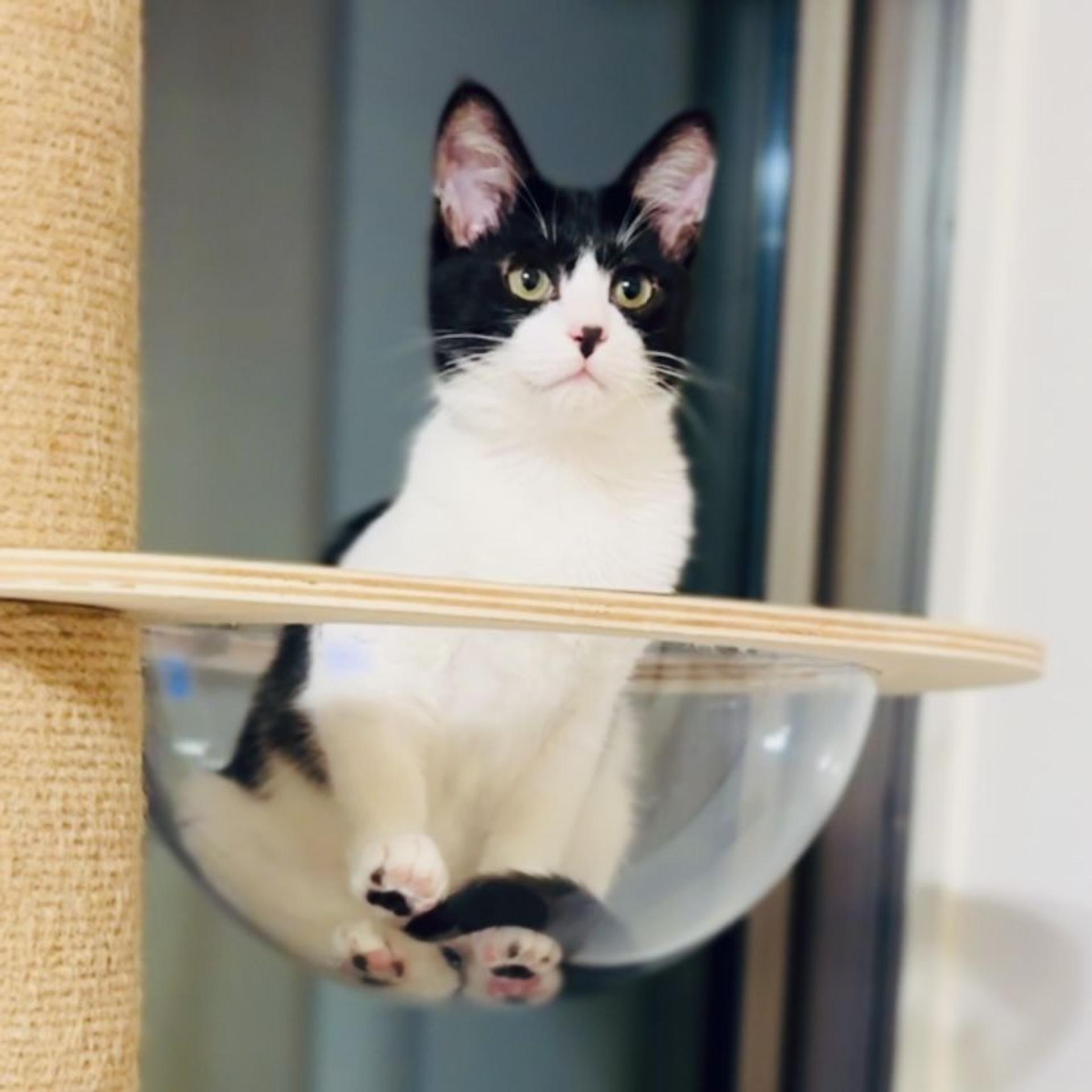 pet-image-9