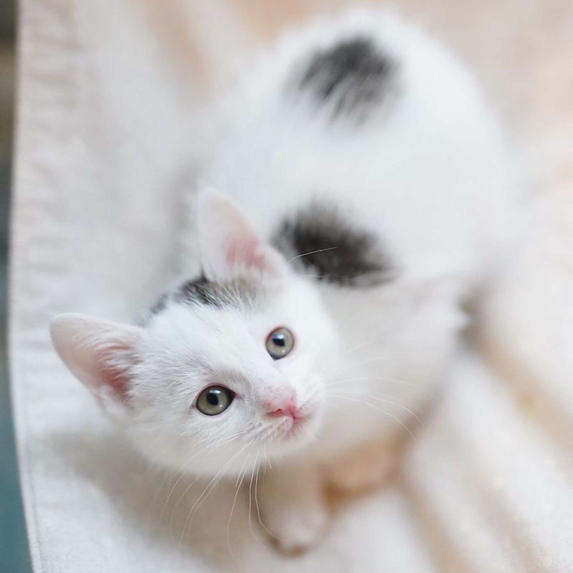 雑種（ミックス猫）・メスの里親募集の写真