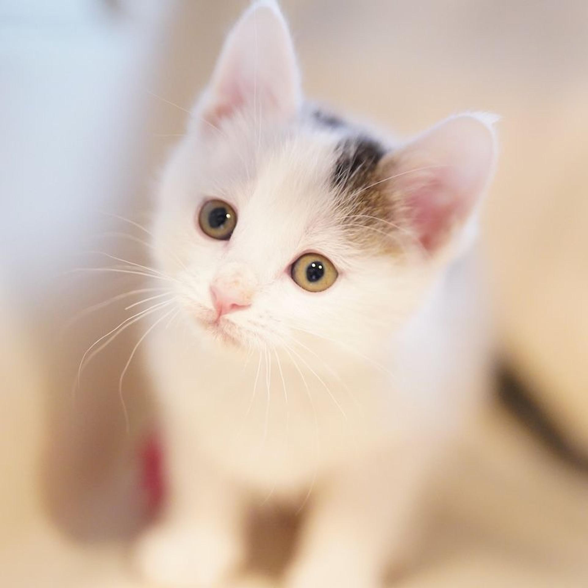 pet-image-4