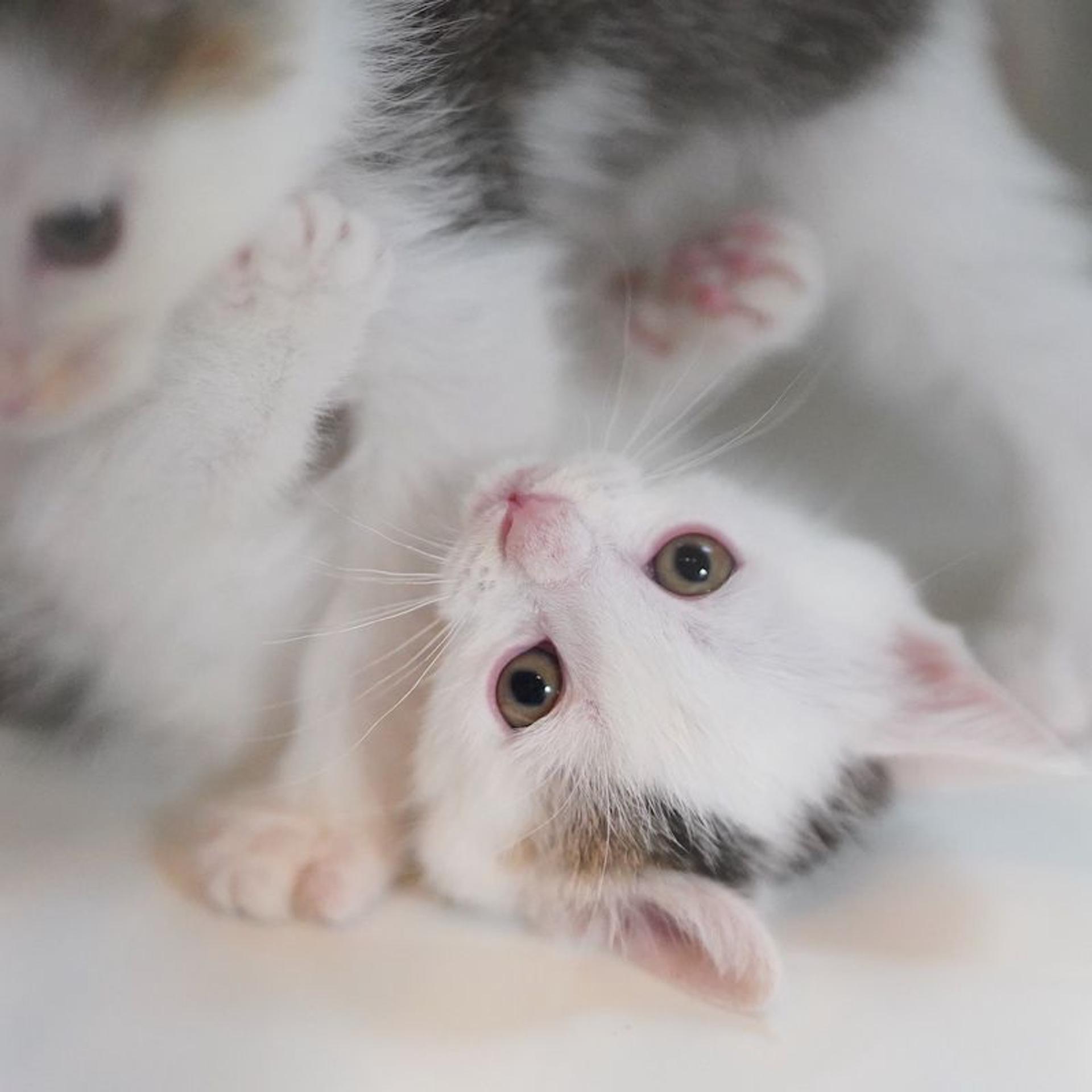 pet-image-5