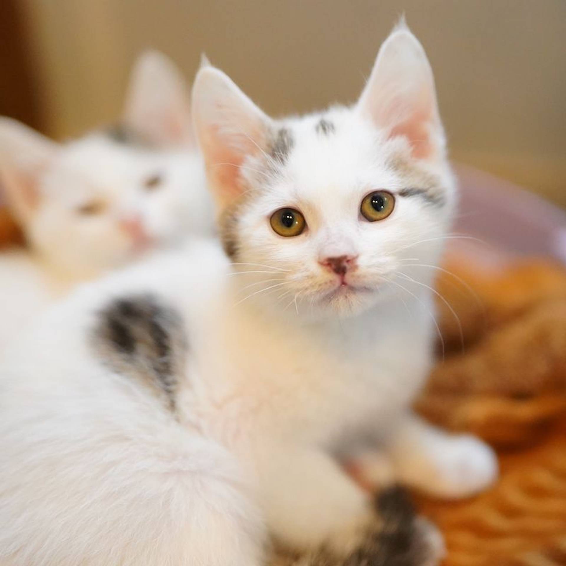 雑種（ミックス猫）・オスの里親募集の写真