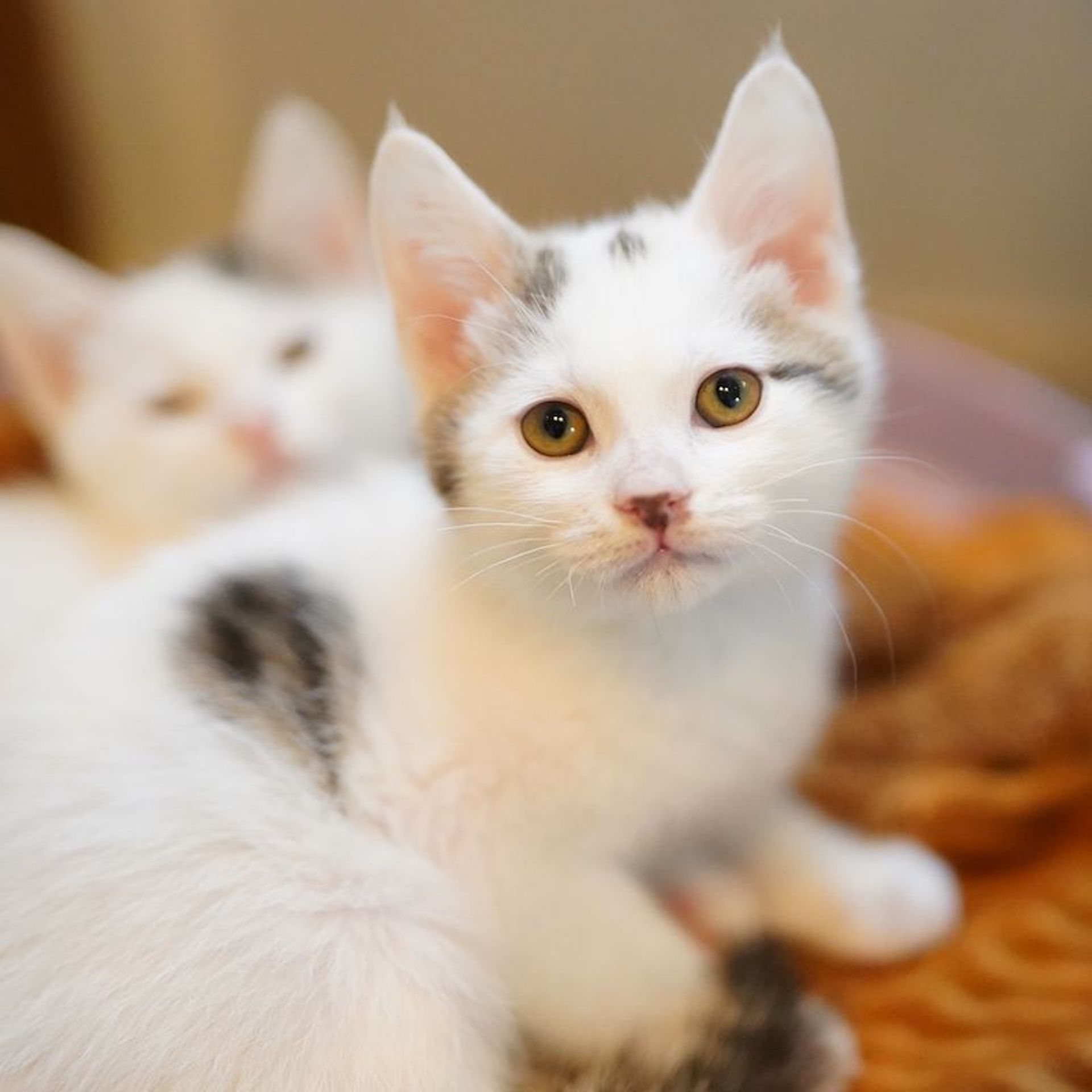 雑種（ミックス猫）・オスの里親募集の写真