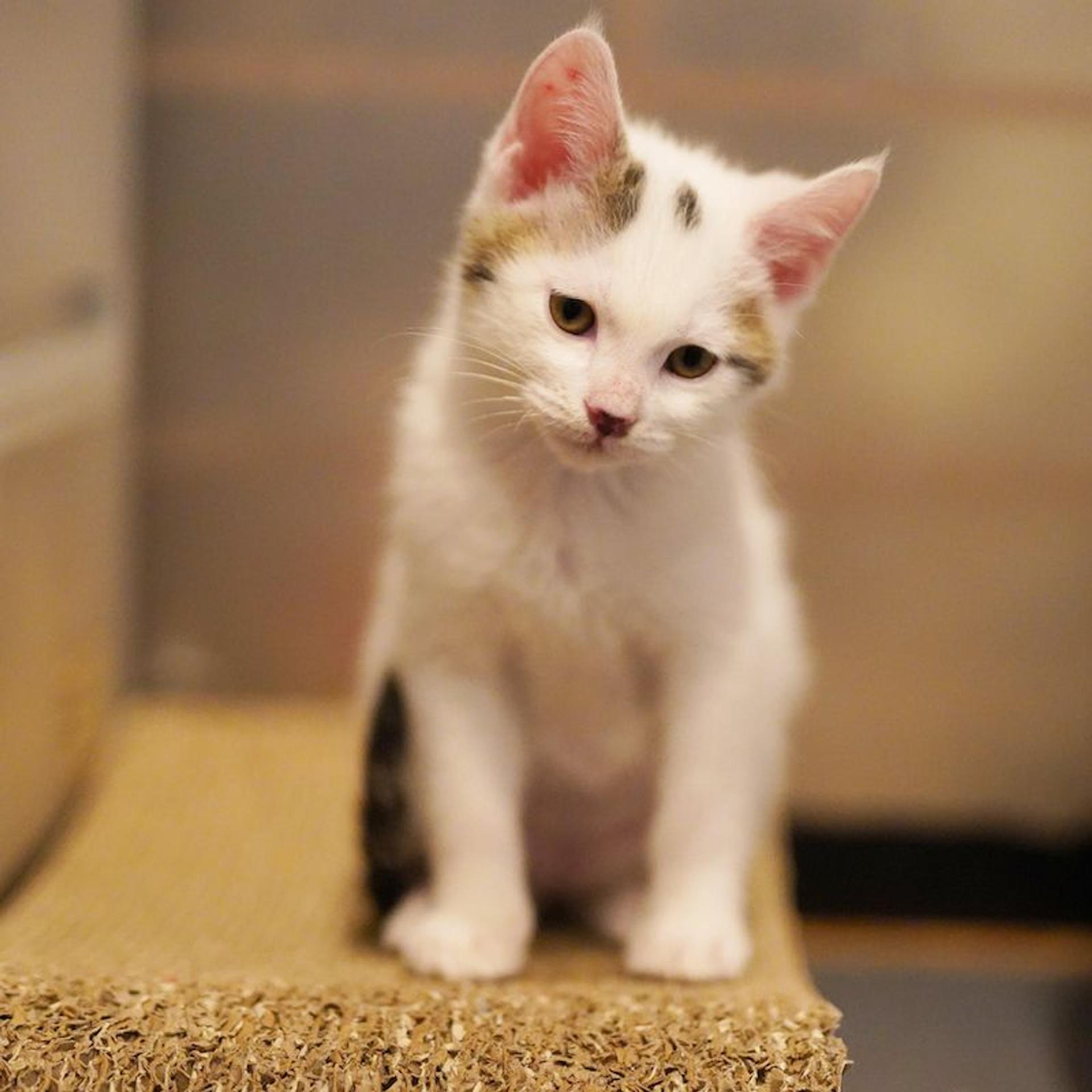 pet-image-4