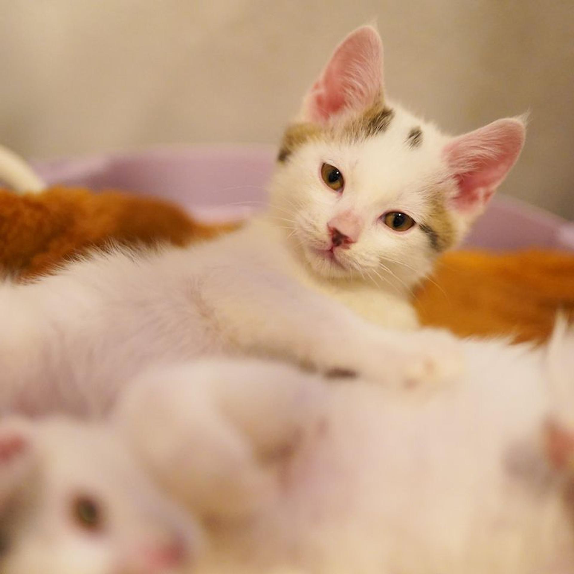 pet-image-5
