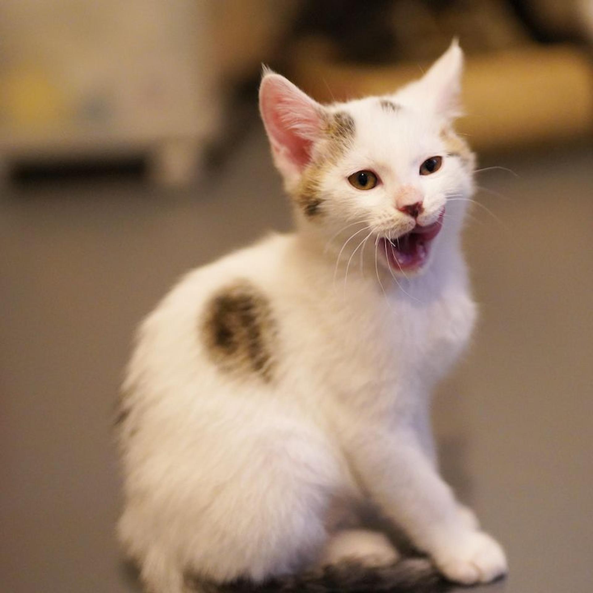 pet-image-8