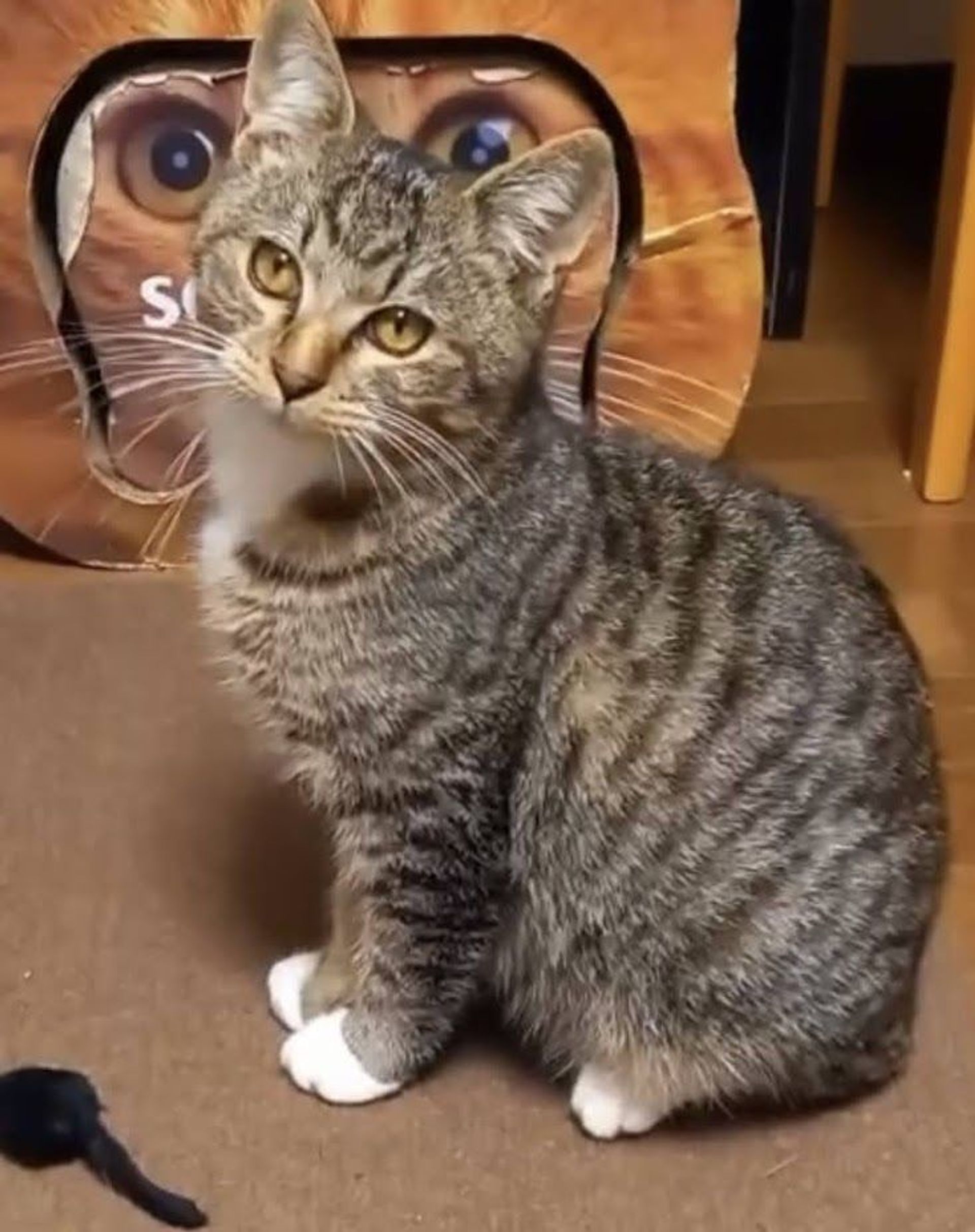 雑種（ミックス猫）・オスの里親募集の写真
