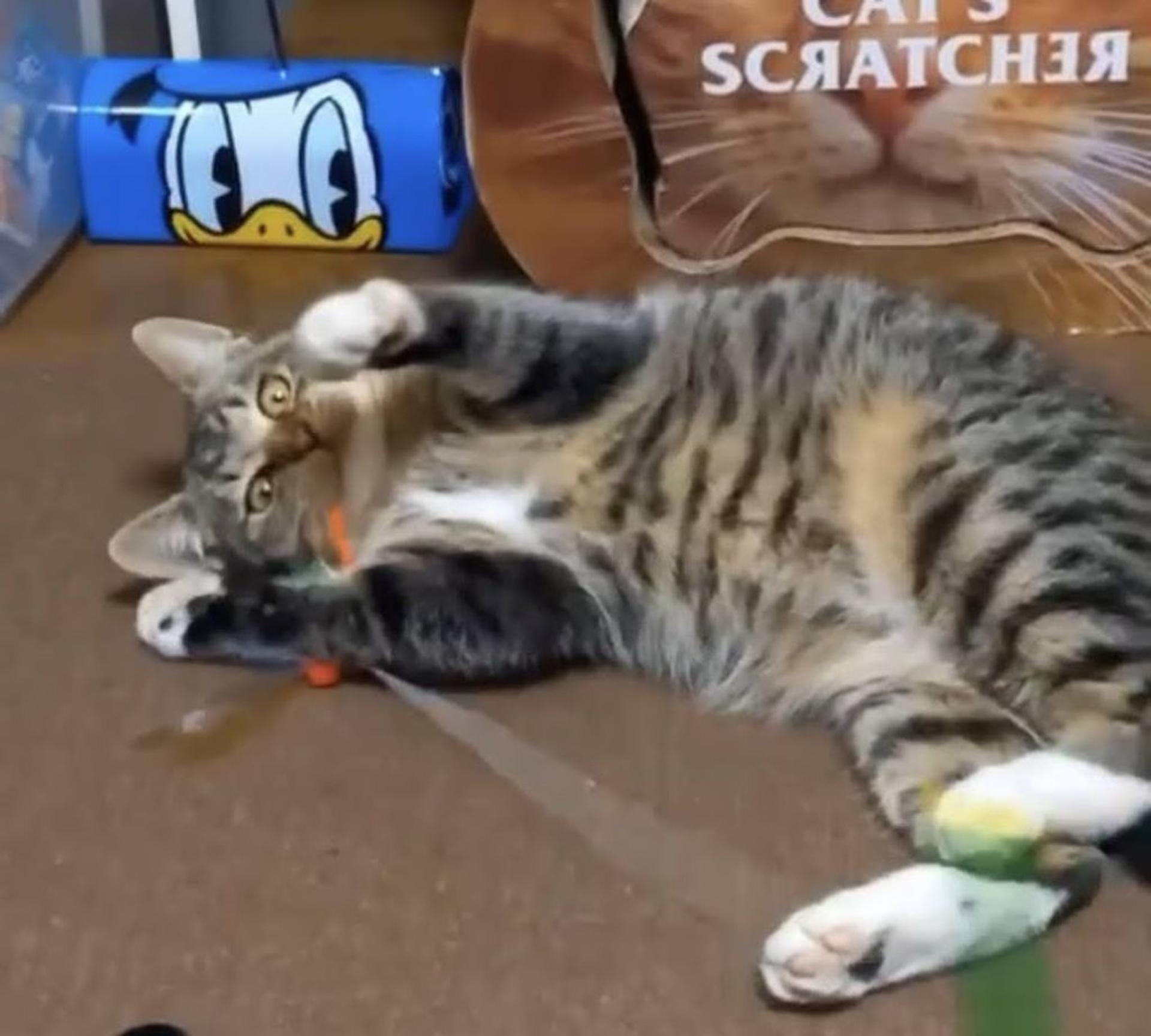 pet-image-9