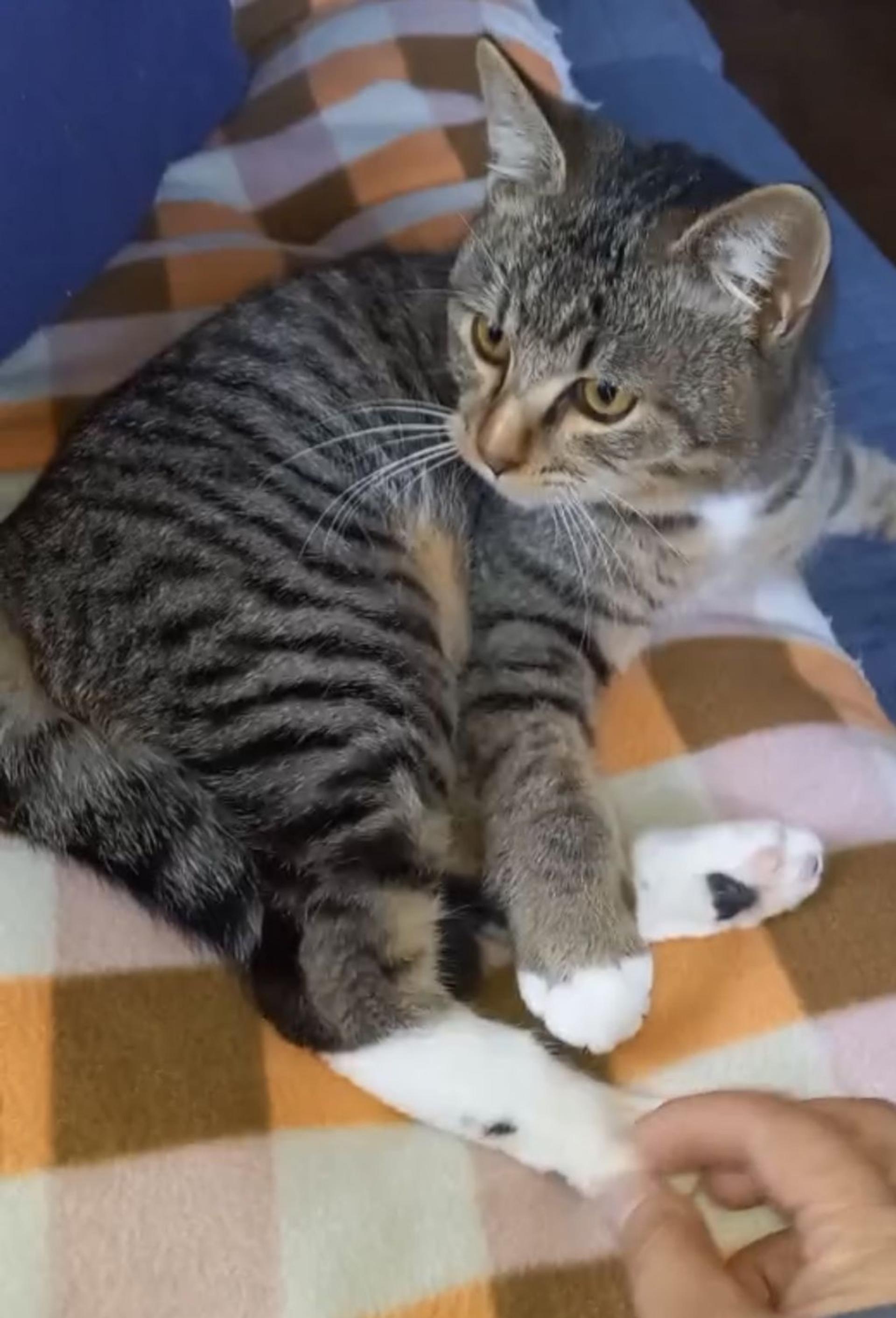 pet-image-8