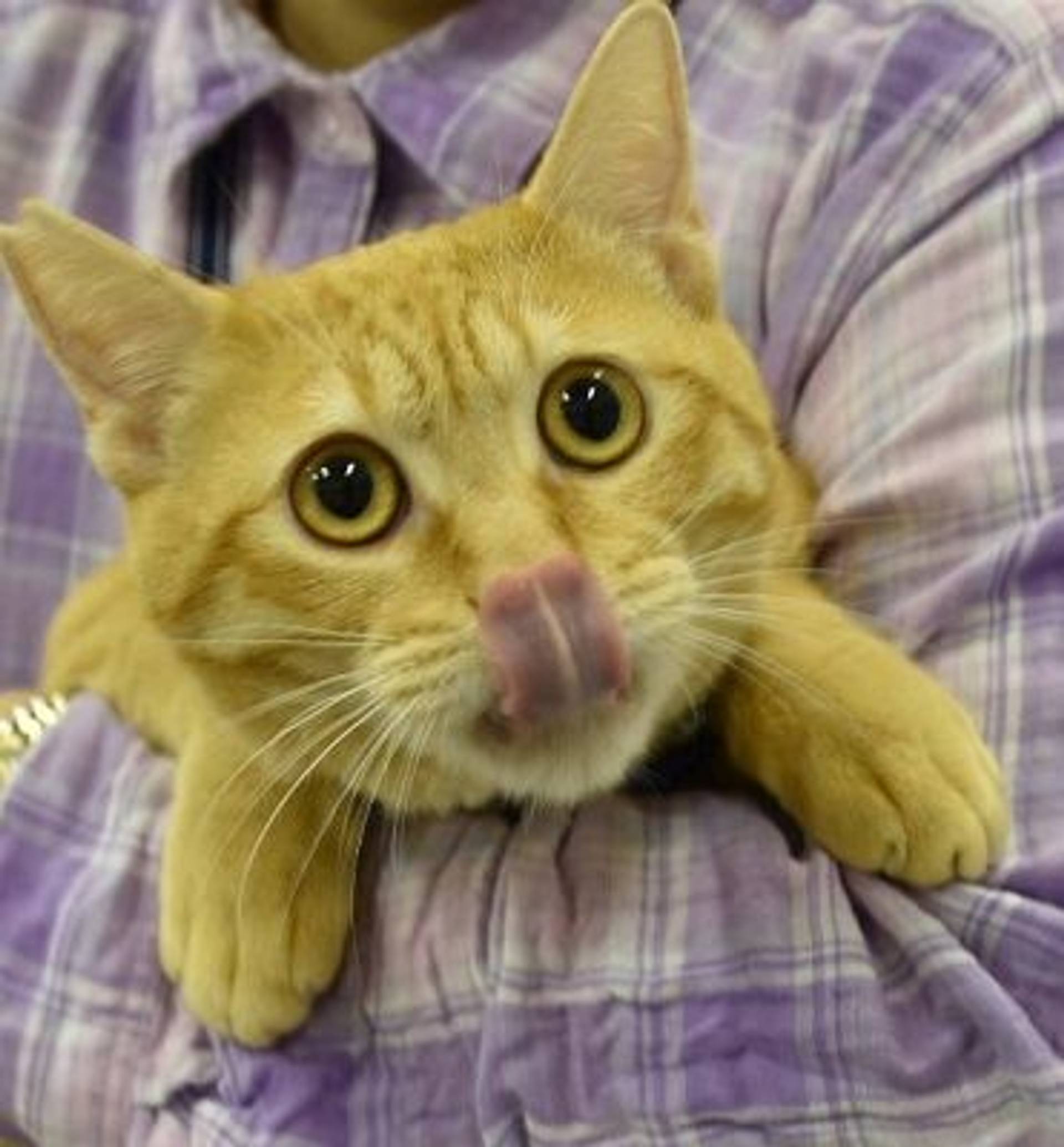 雑種（ミックス猫）・オスの里親募集の写真