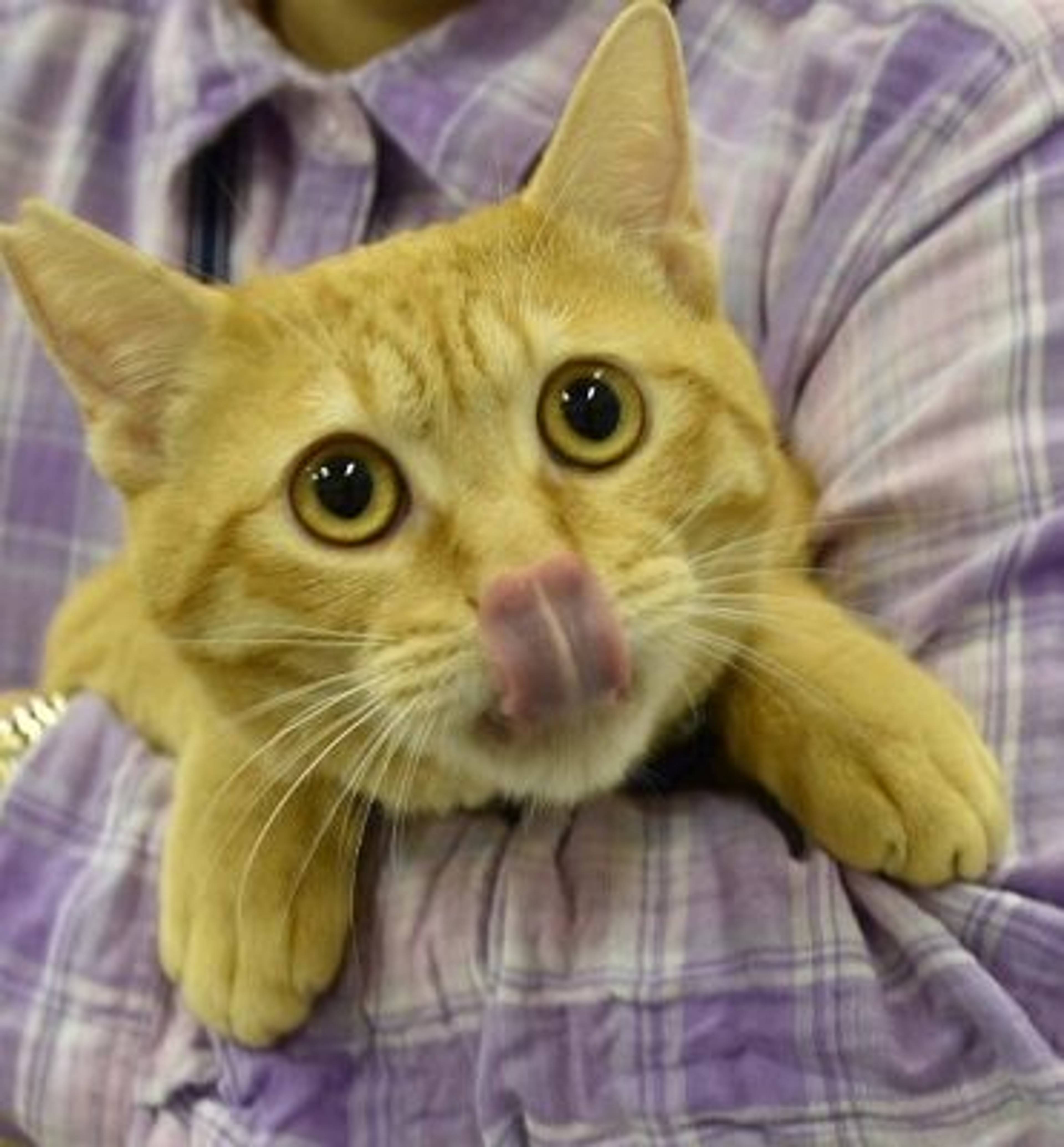 雑種（ミックス猫）・オスの里親募集の写真