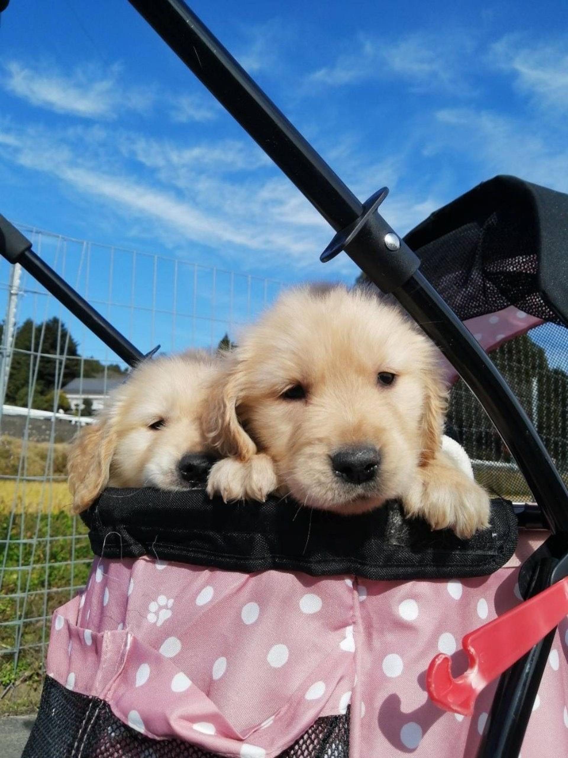 pet-image-4