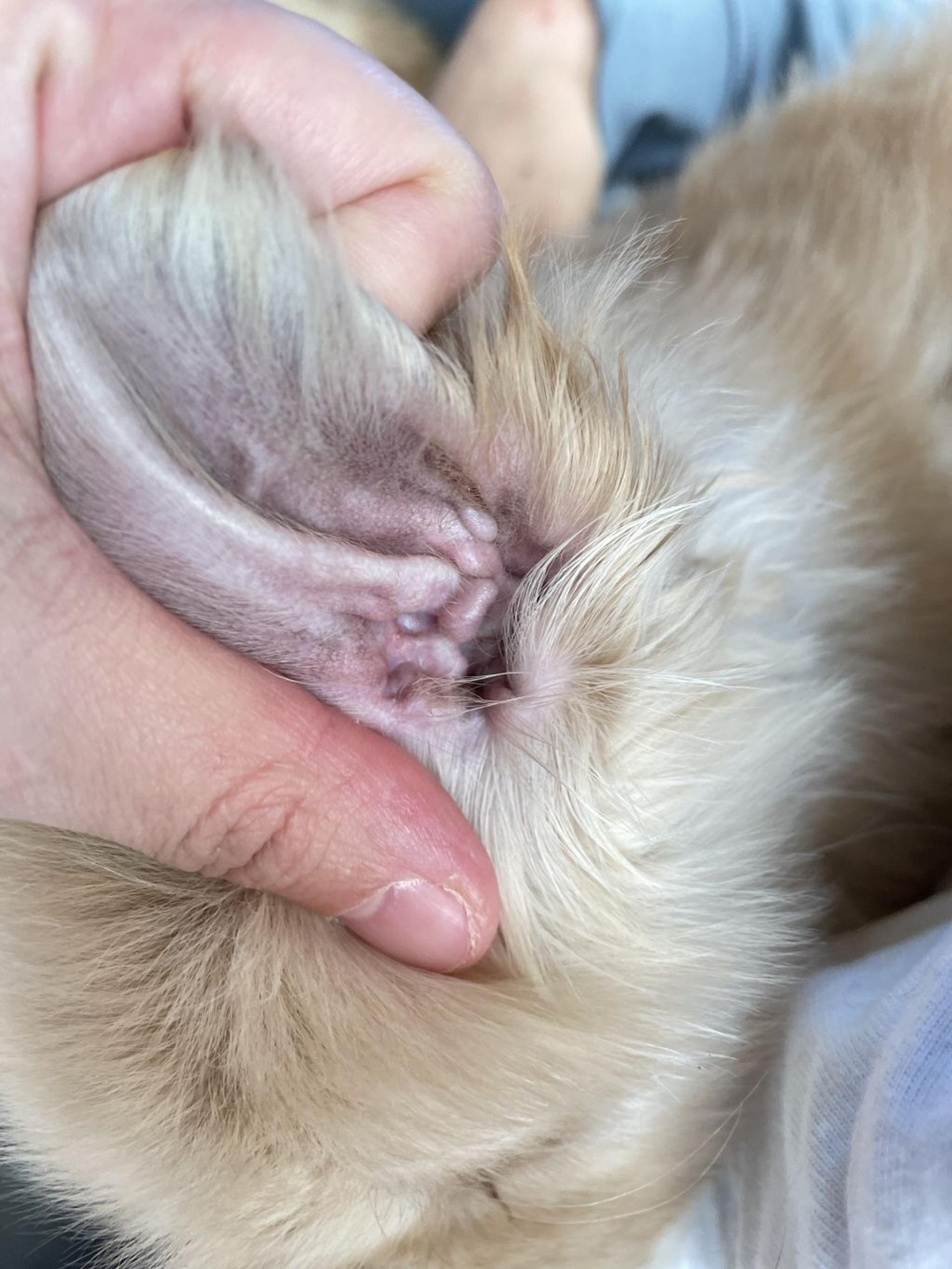 pet-image-6