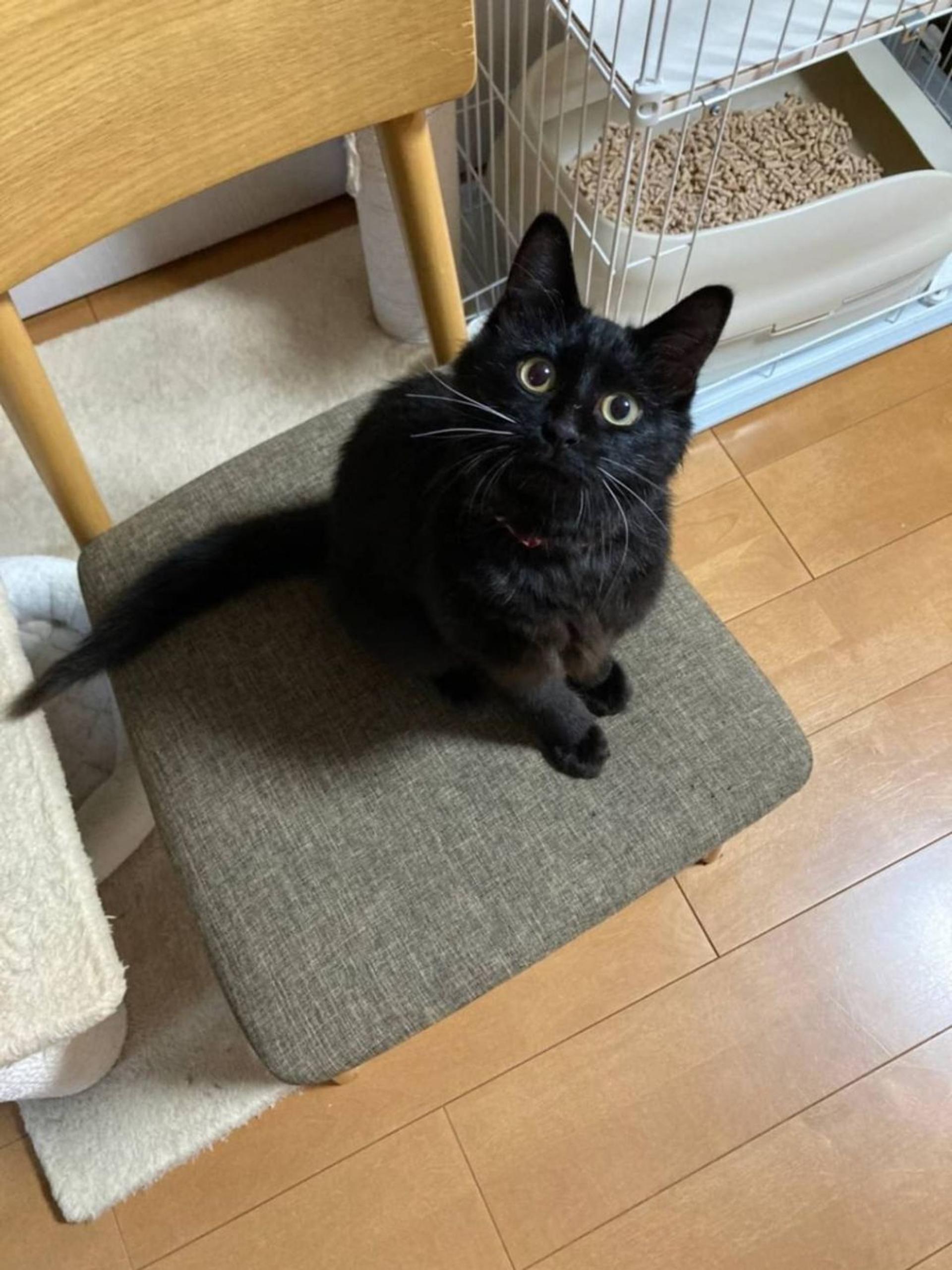 pet-image-5